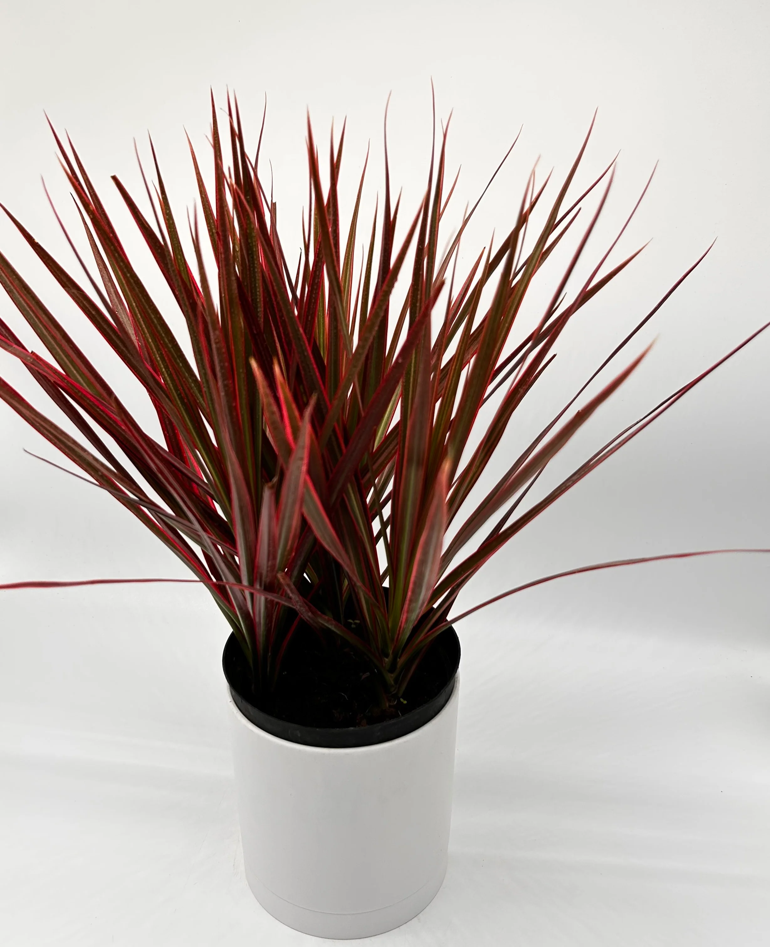 Dracaena Marginata 'Colorama' - Image 3