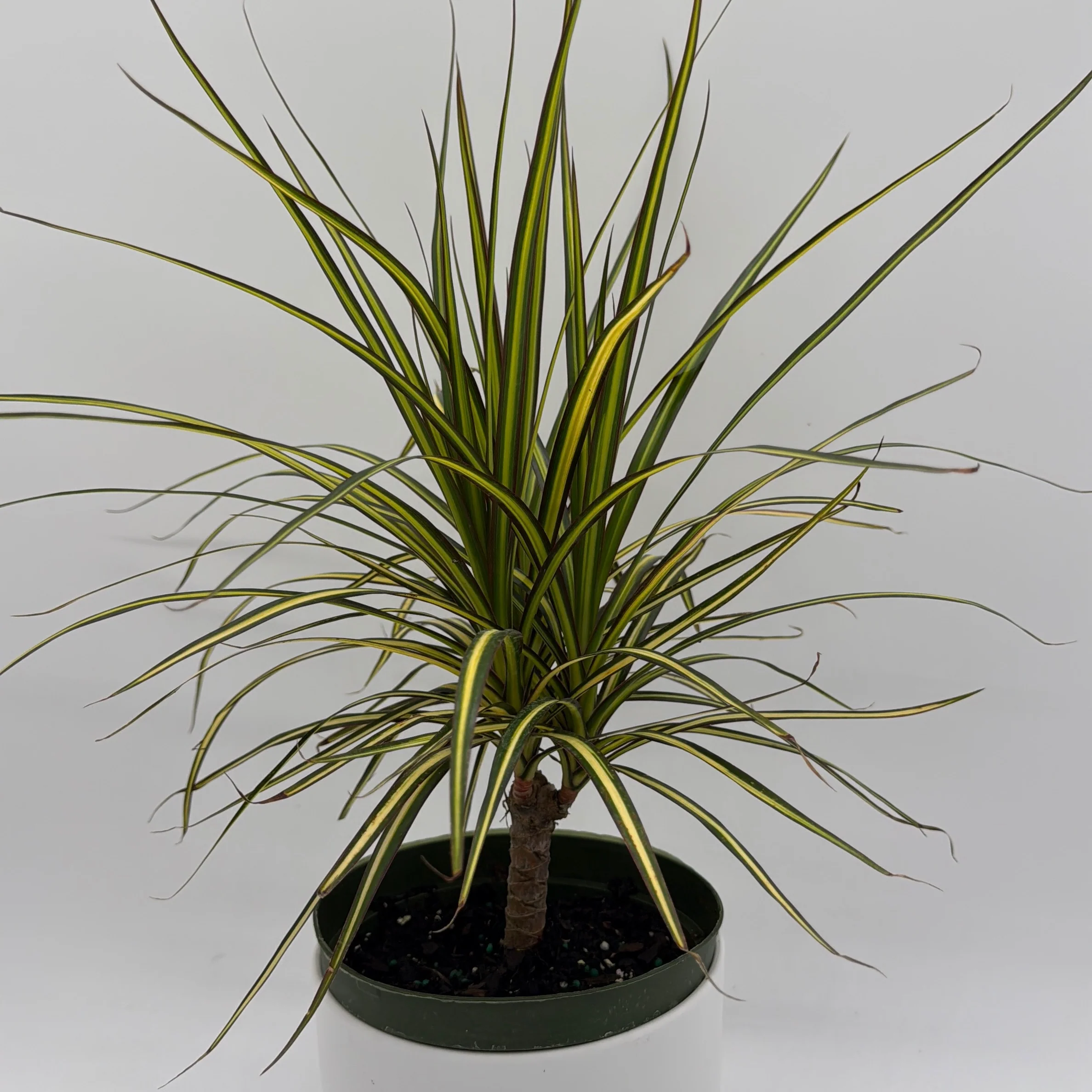 Dracaena Ray Of Sunshine - Image 3