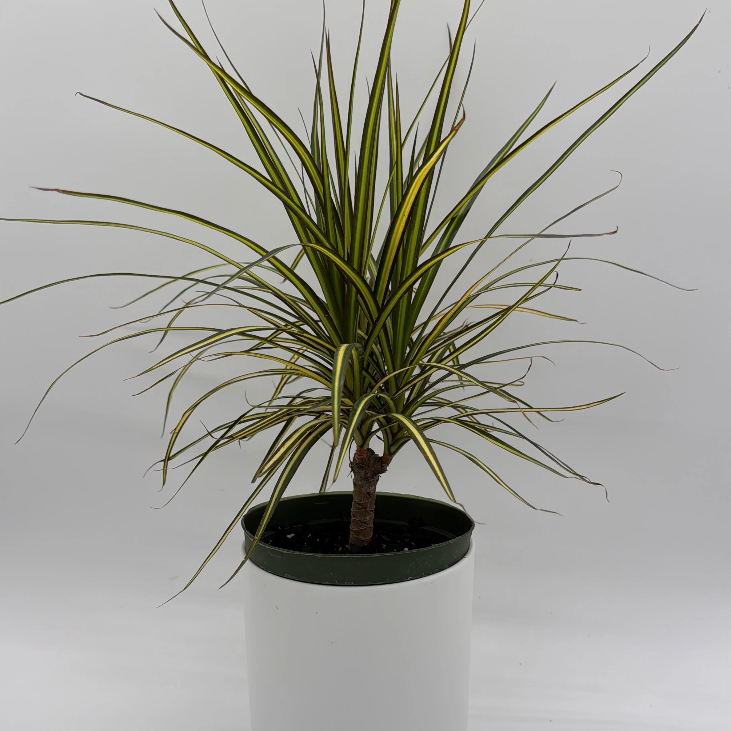 Dracaena Ray Of Sunshine - Image 4