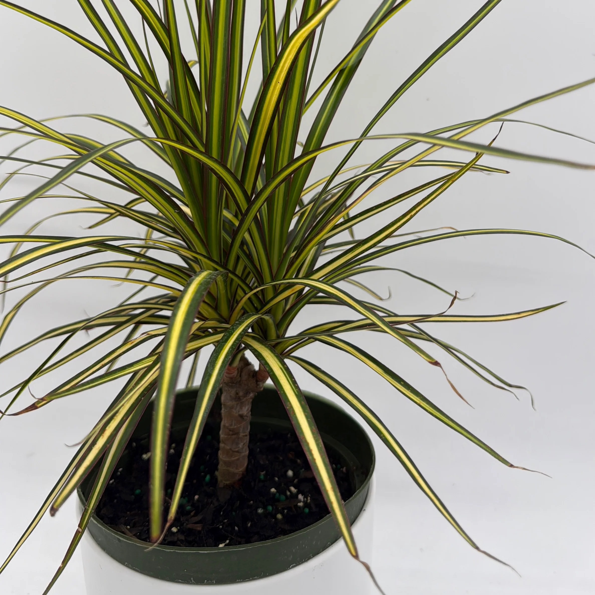 Dracaena Ray Of Sunshine - Image 5