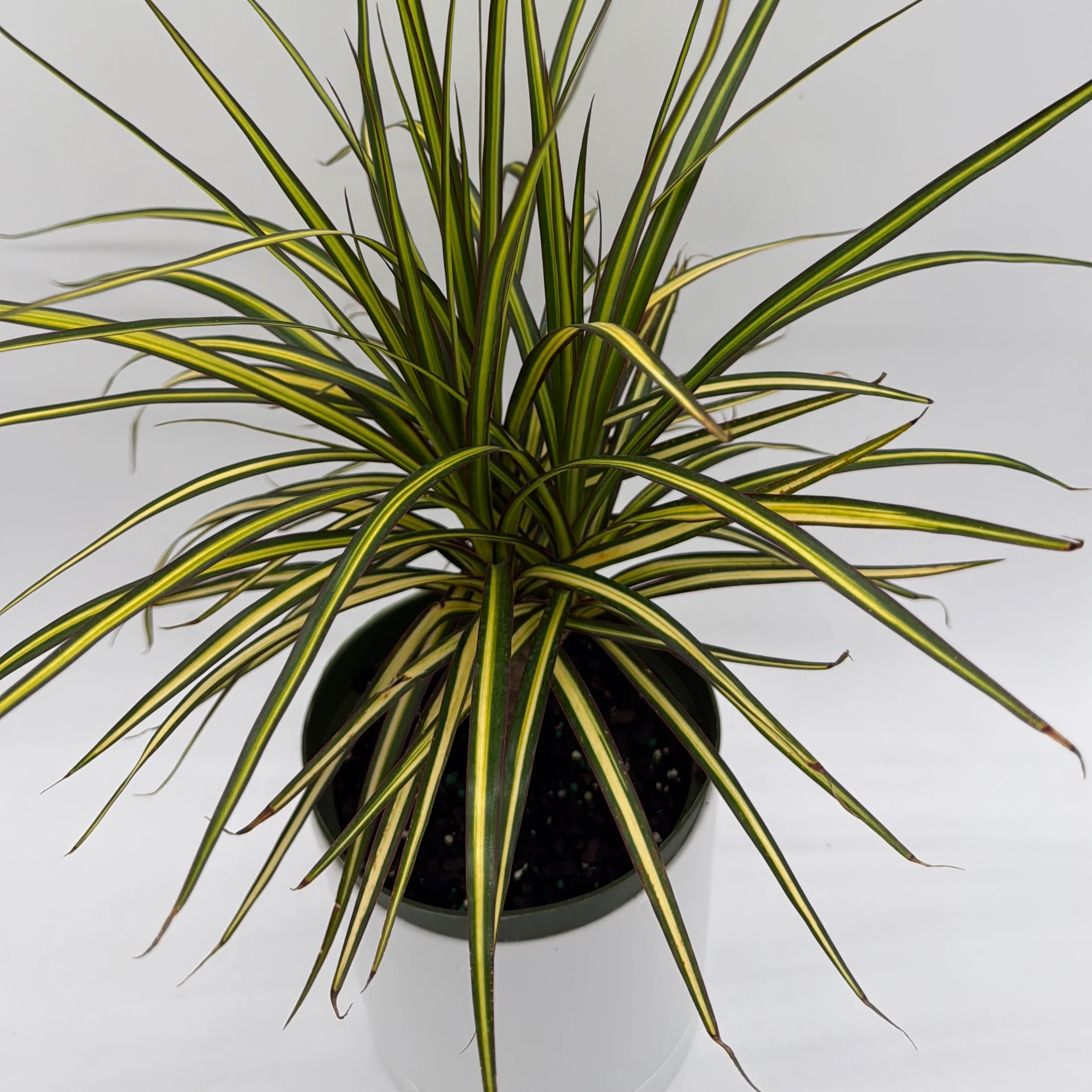 Dracaena Ray Of Sunshine - Image 6