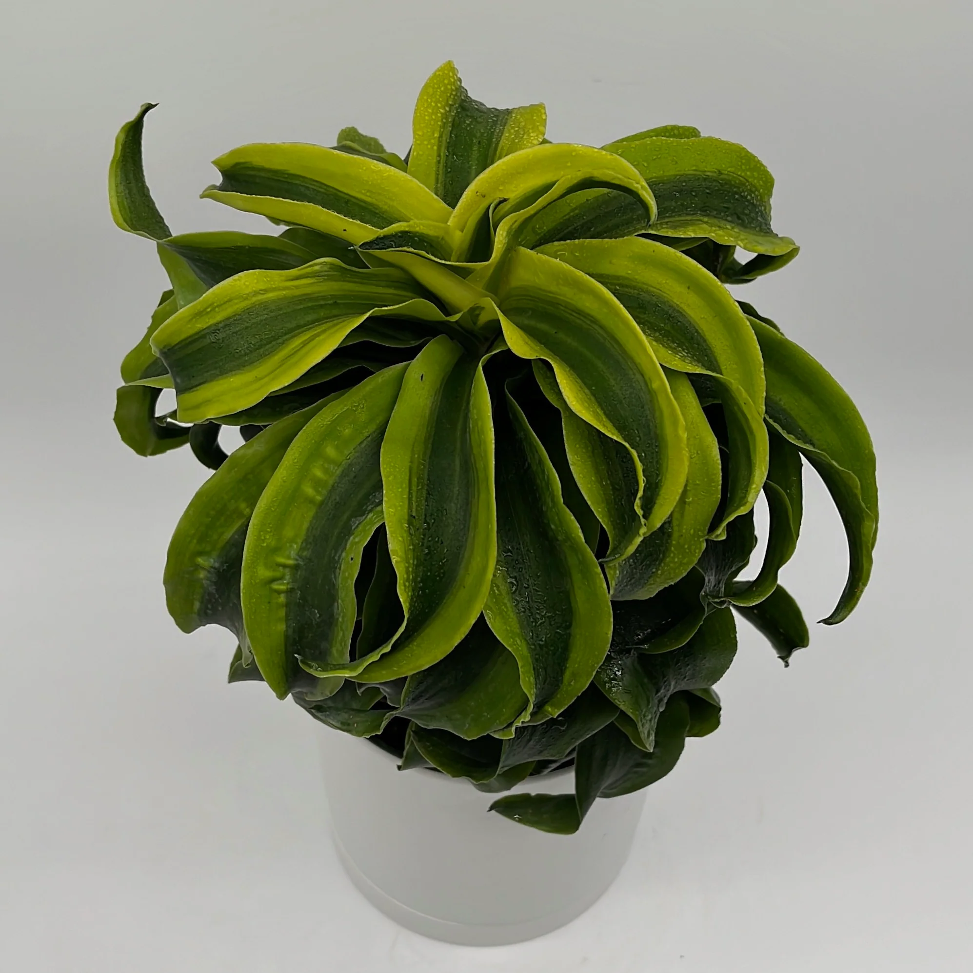 Dracaena Tornado