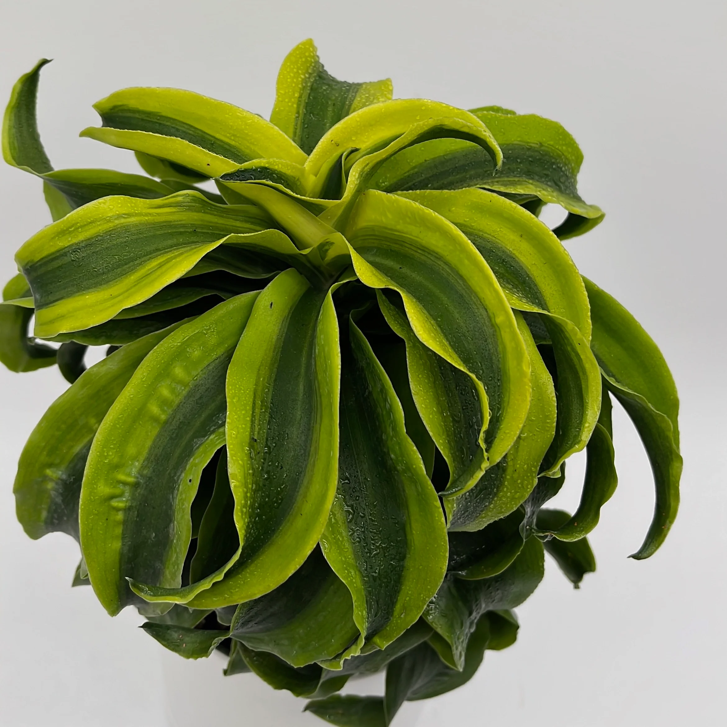 Dracaena Tornado - Image 2