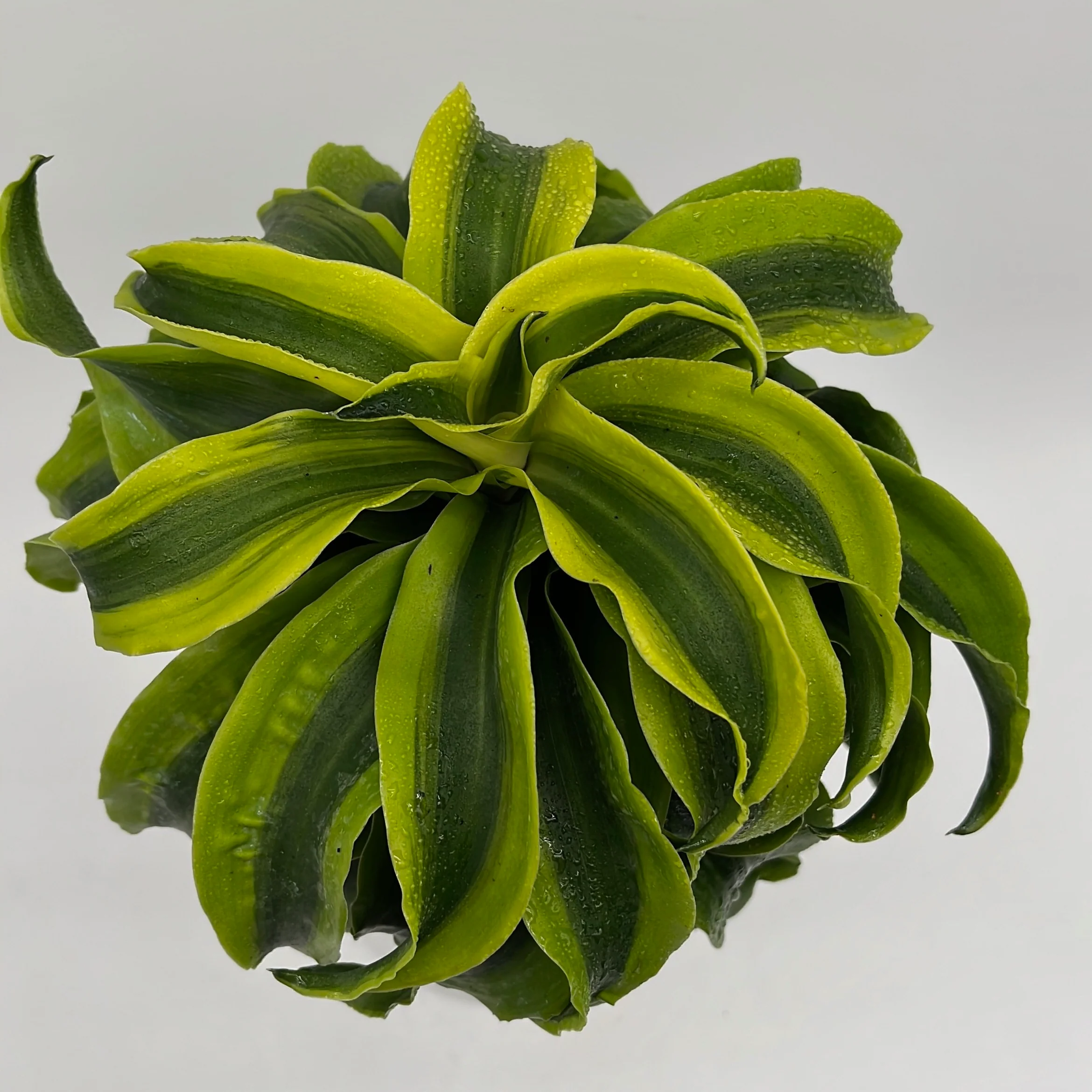Dracaena Tornado - Image 3