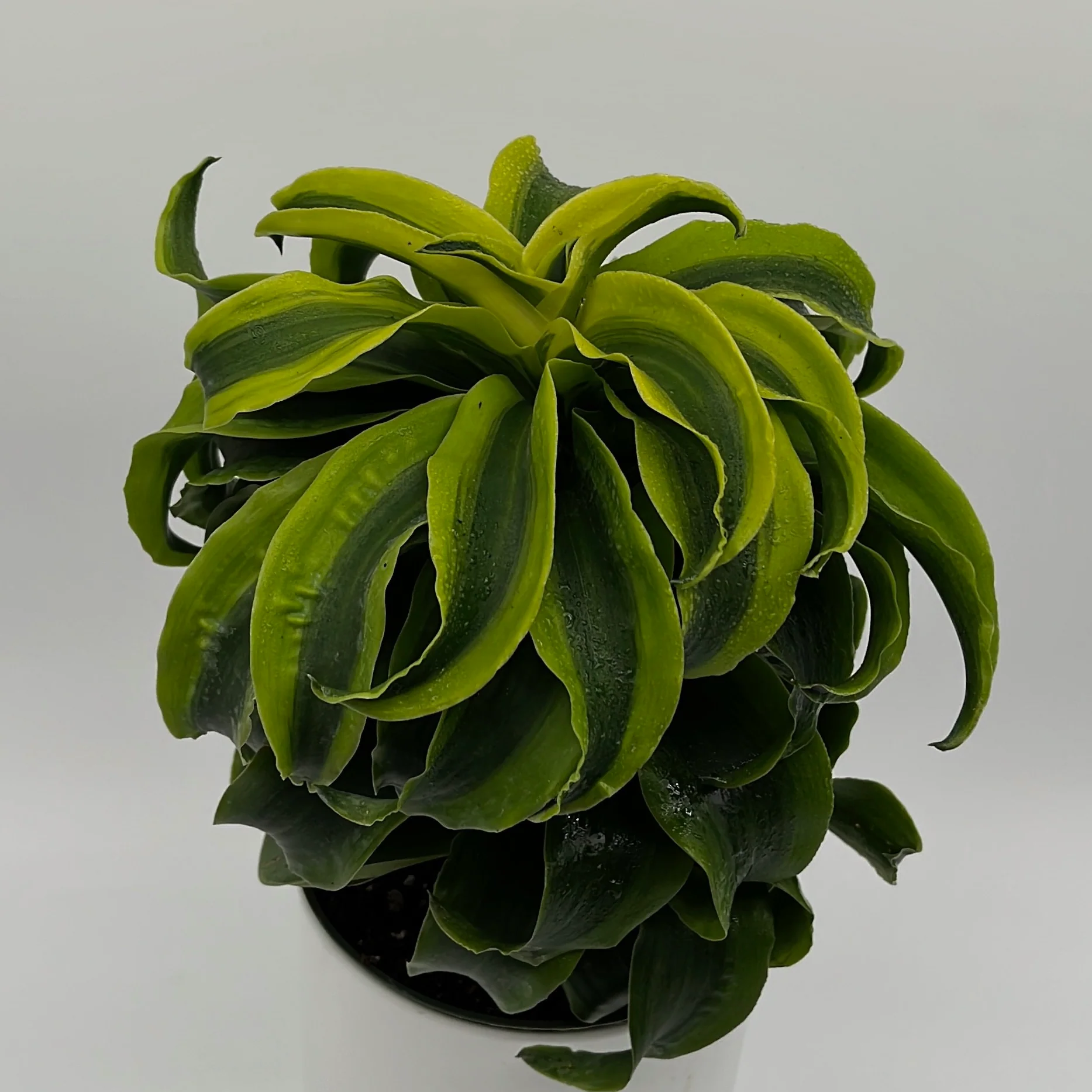 Dracaena Tornado - Image 4