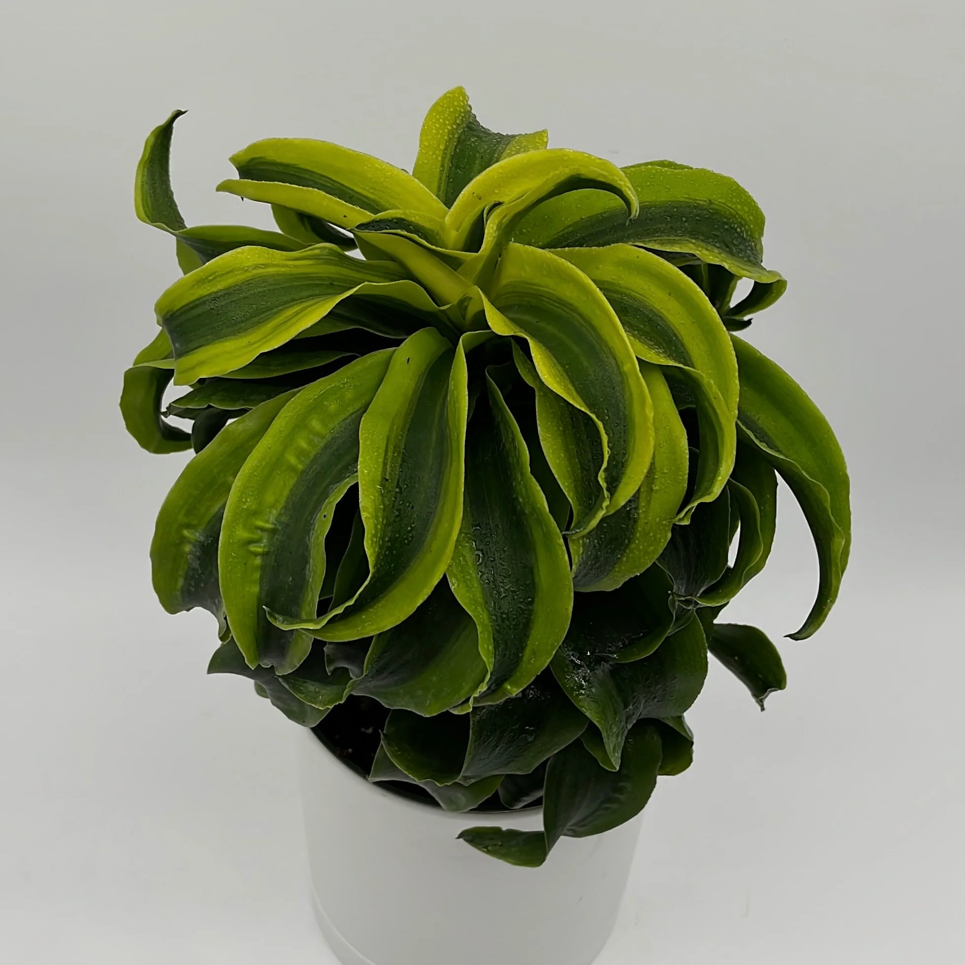 Dracaena Tornado - Image 5