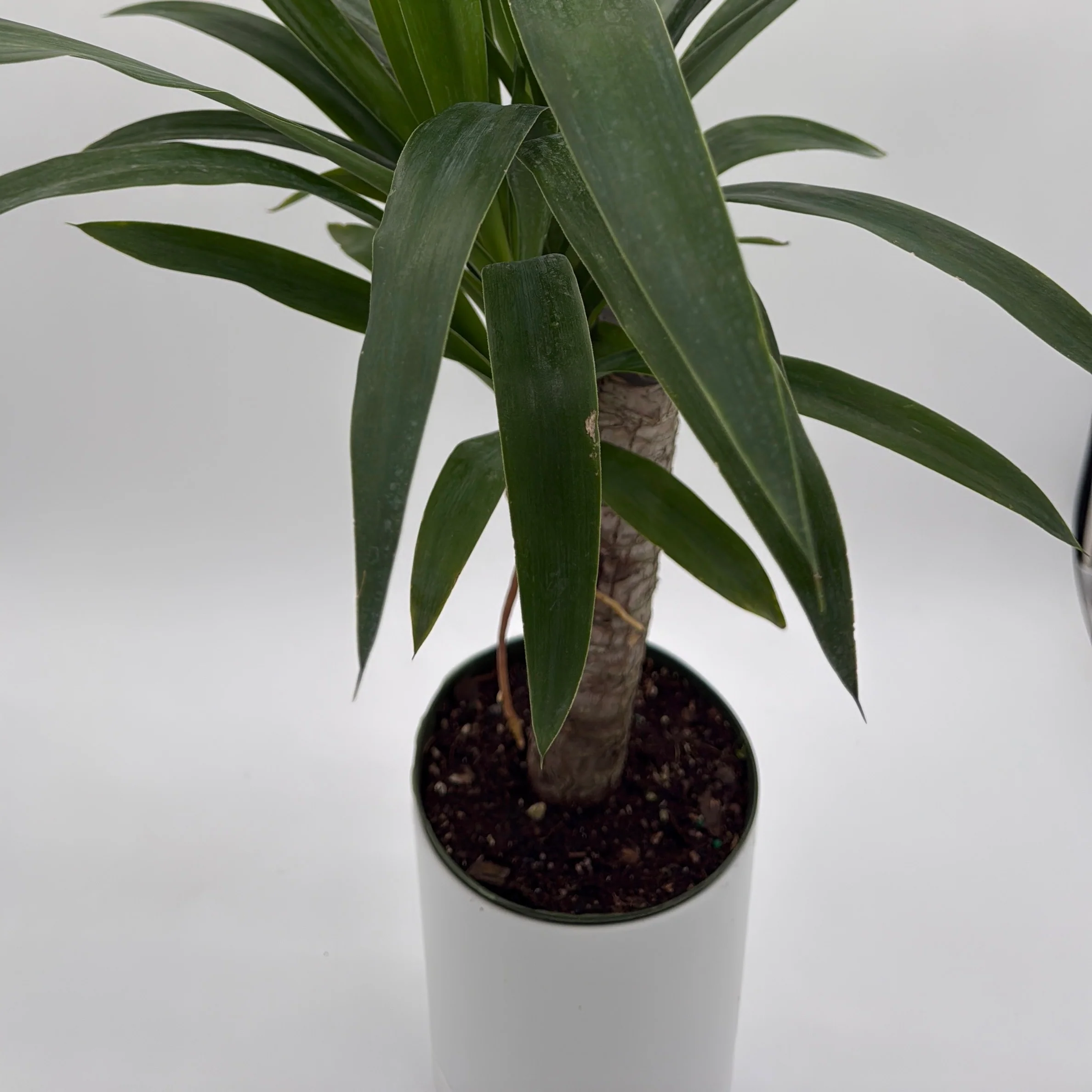 Dracaena Yucca Cane