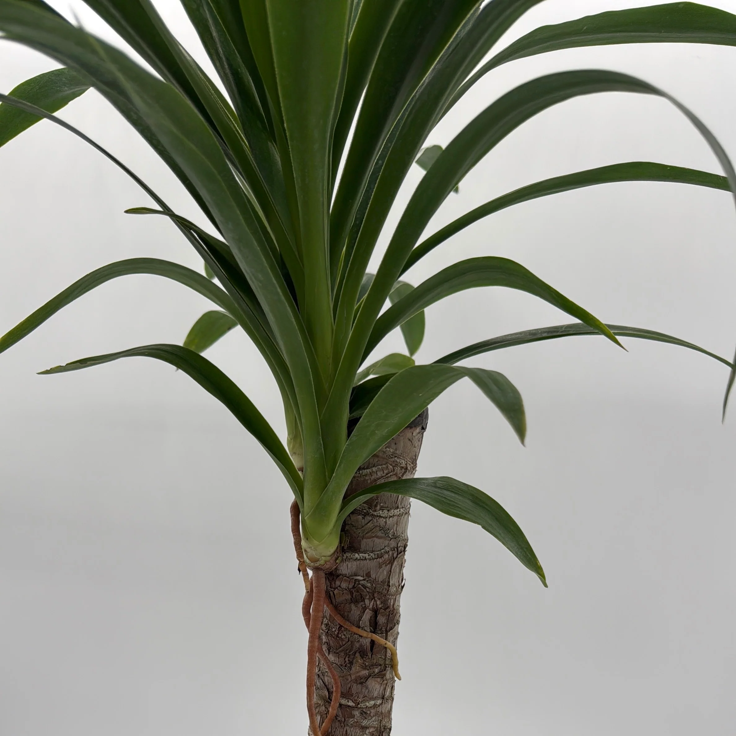 Dracaena Yucca Cane - Image 2