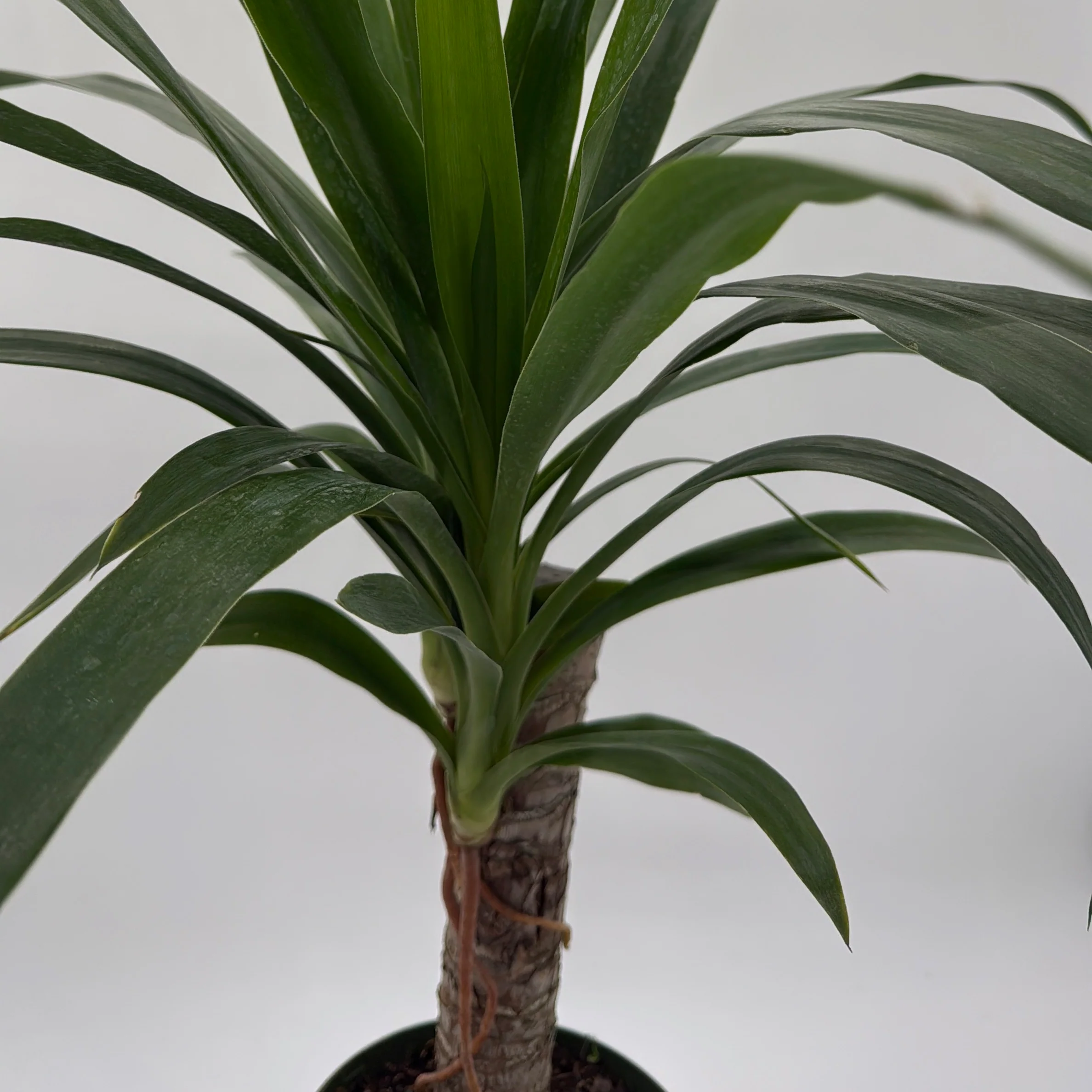 Dracaena Yucca Cane - Image 3