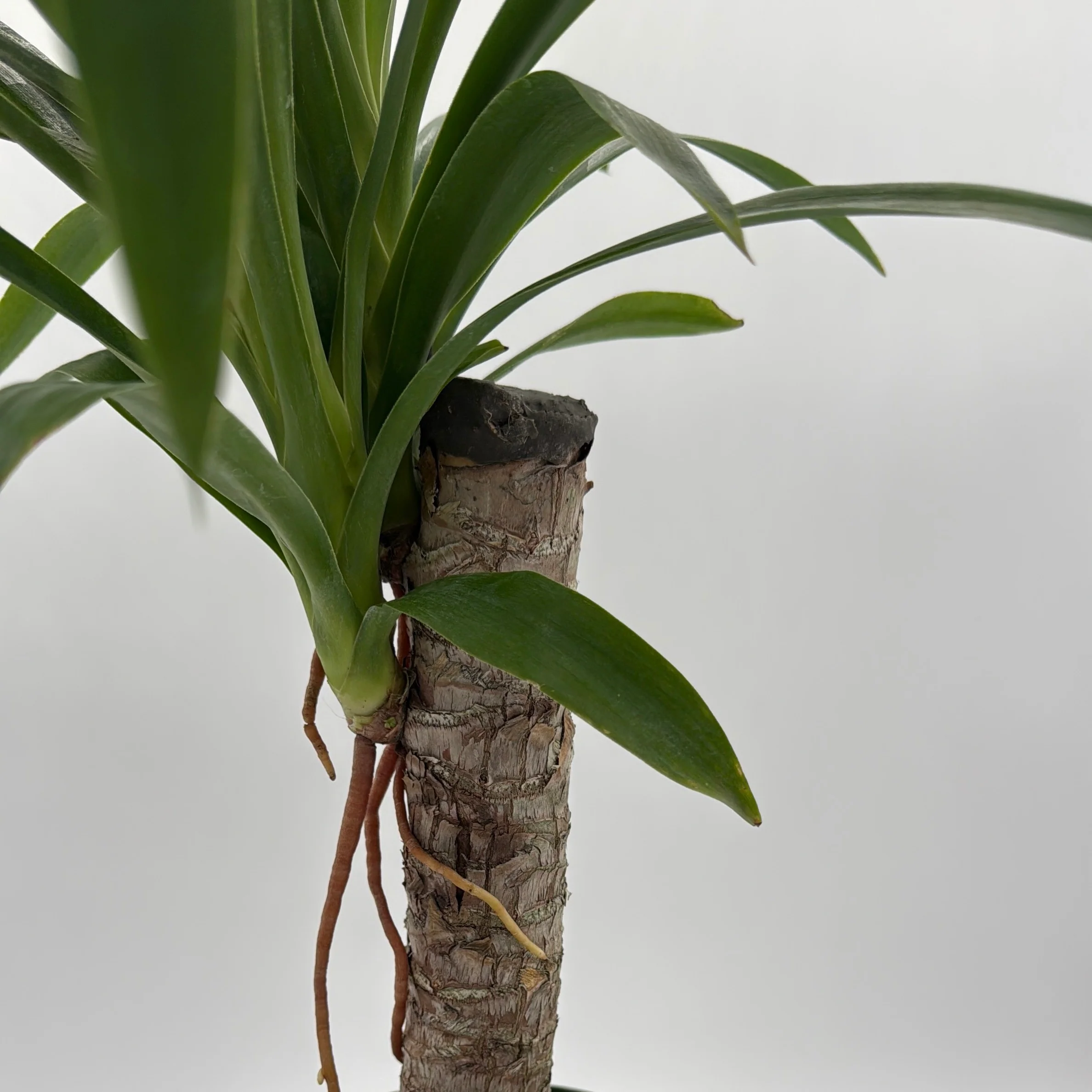 Dracaena Yucca Cane - Image 4