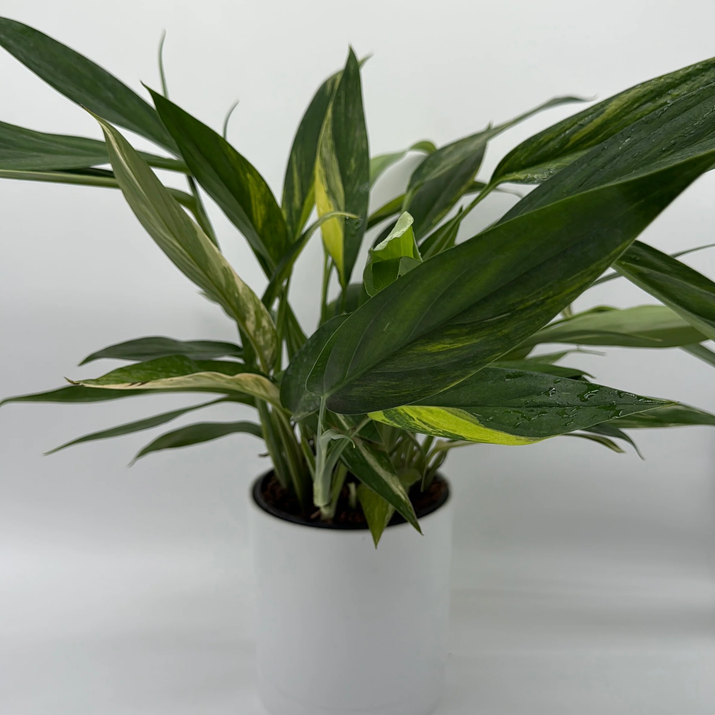 Epipremnum Amplissimum Aurea