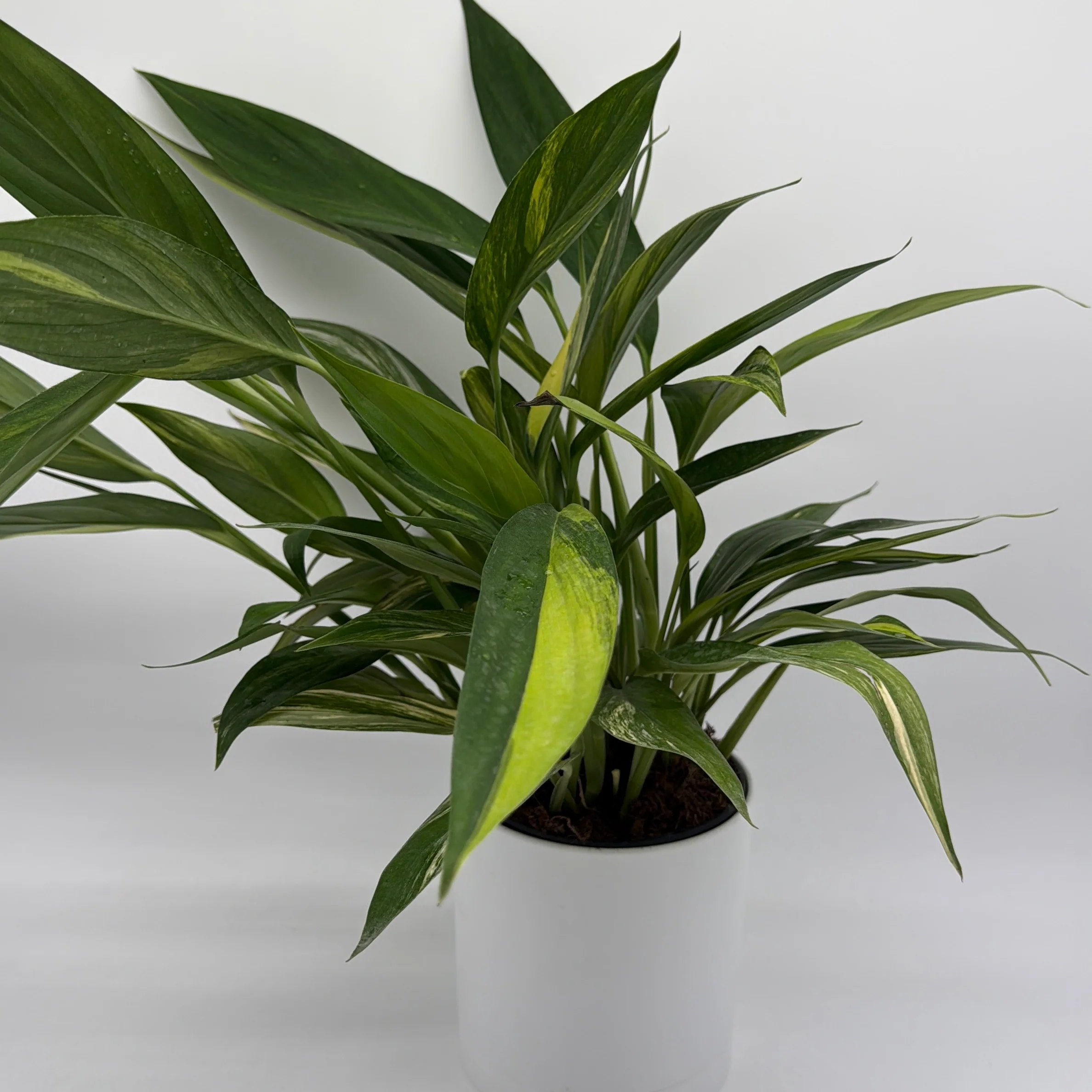 Epipremnum Amplissimum Aurea - Image 2