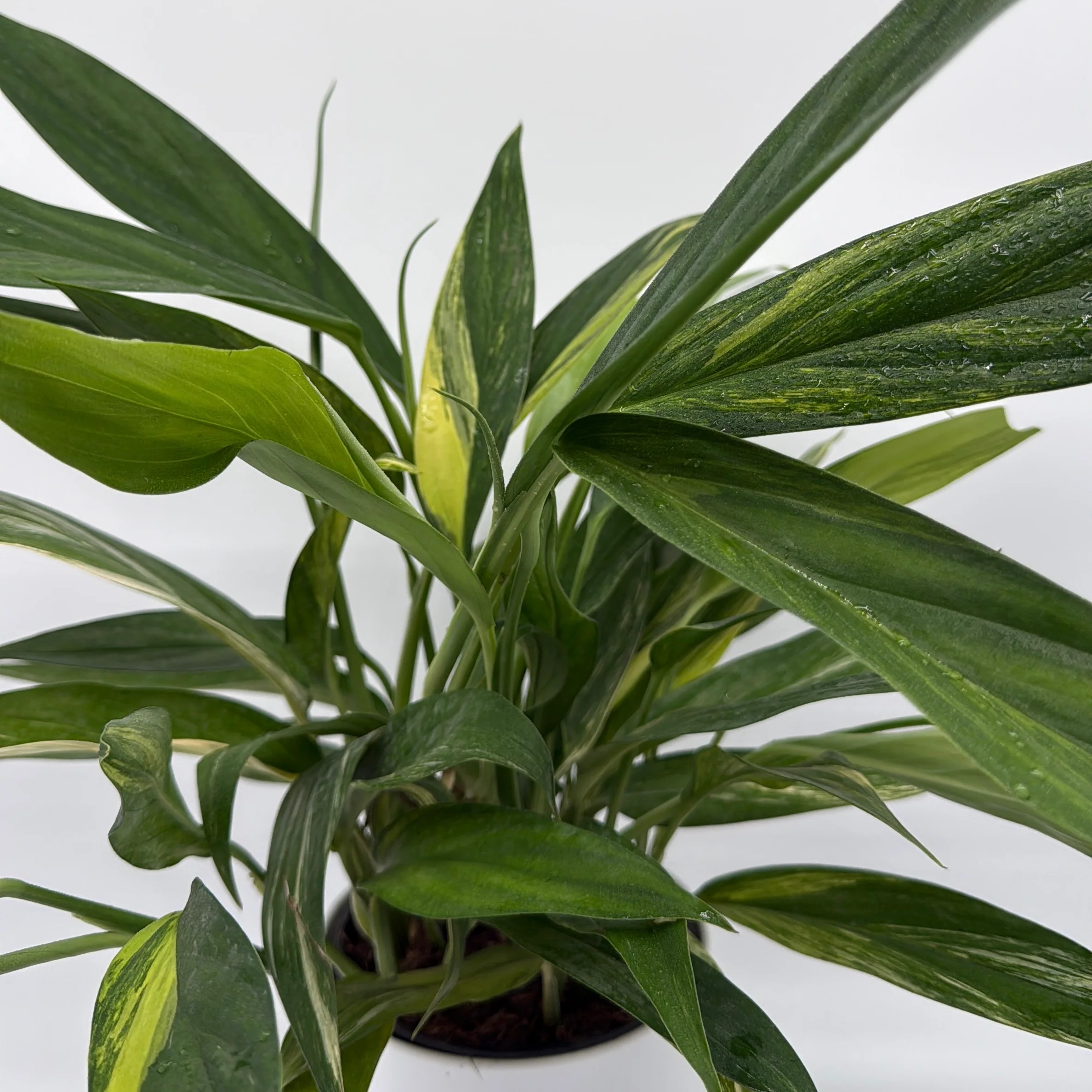 Epipremnum Amplissimum Aurea - Image 3
