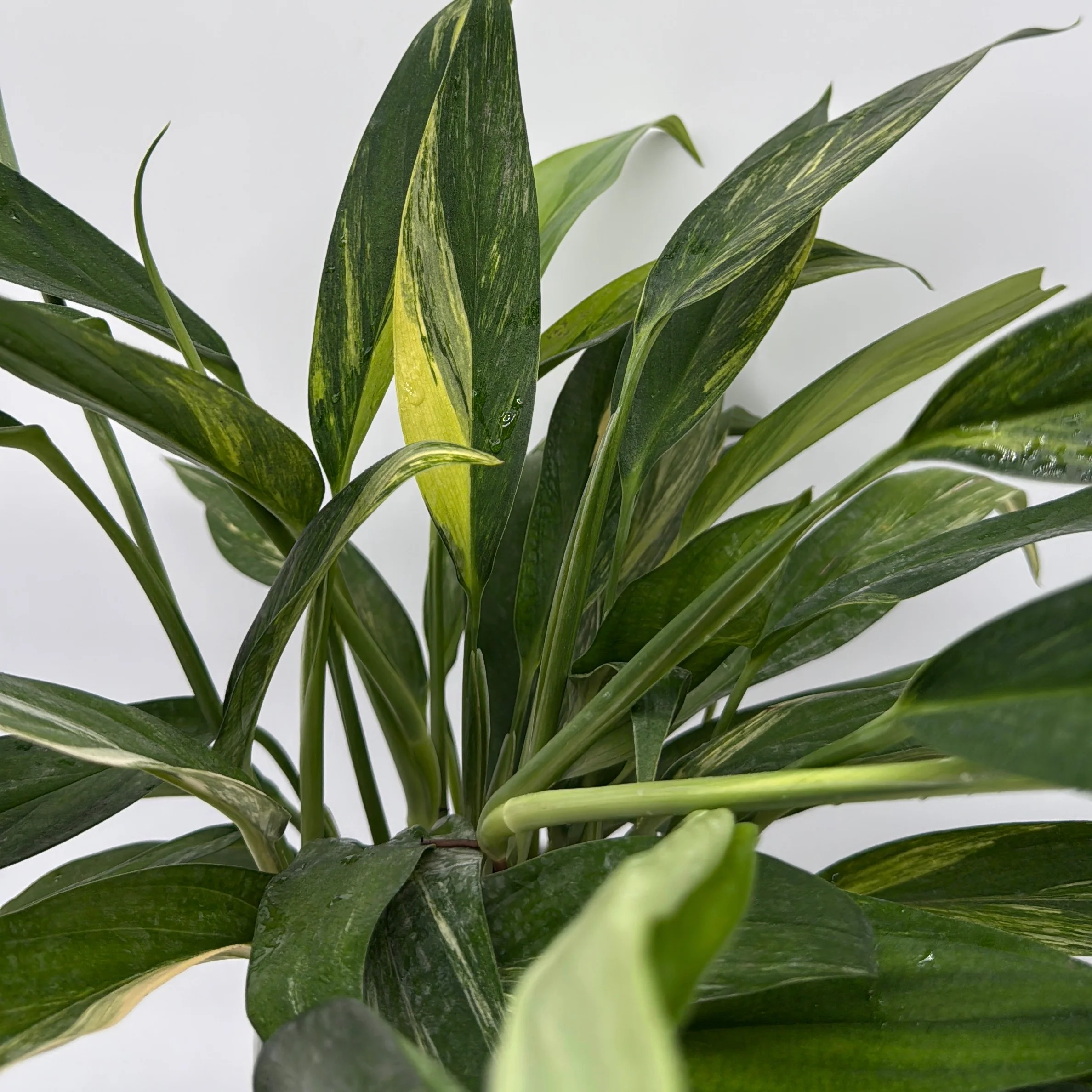 Epipremnum Amplissimum Aurea - Image 4