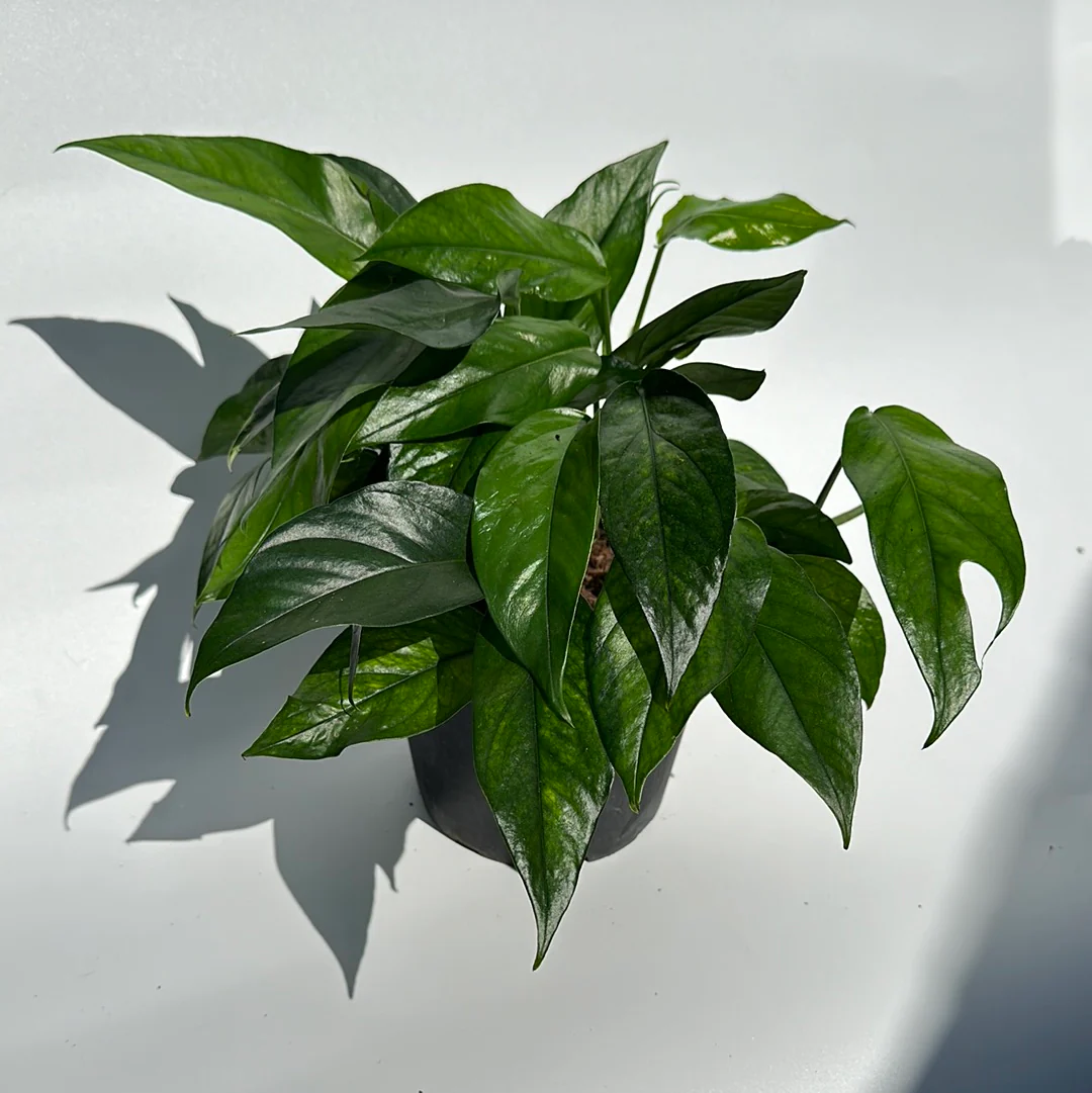 Epipremnum Baltic Blue - Image 3