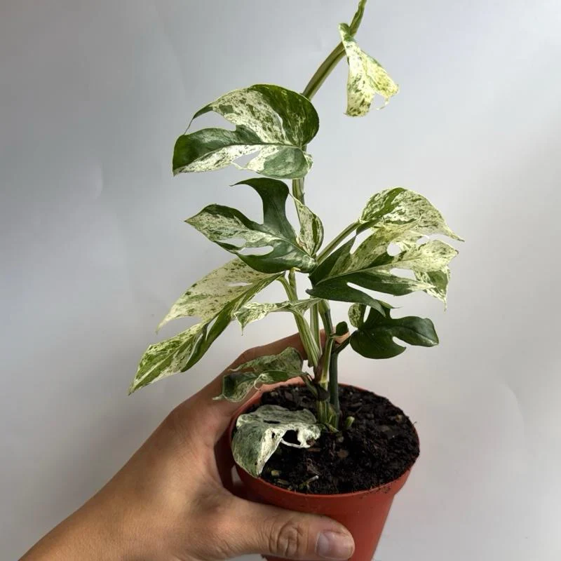 Epipremnum Pinnatum Marble Flame - Image 2