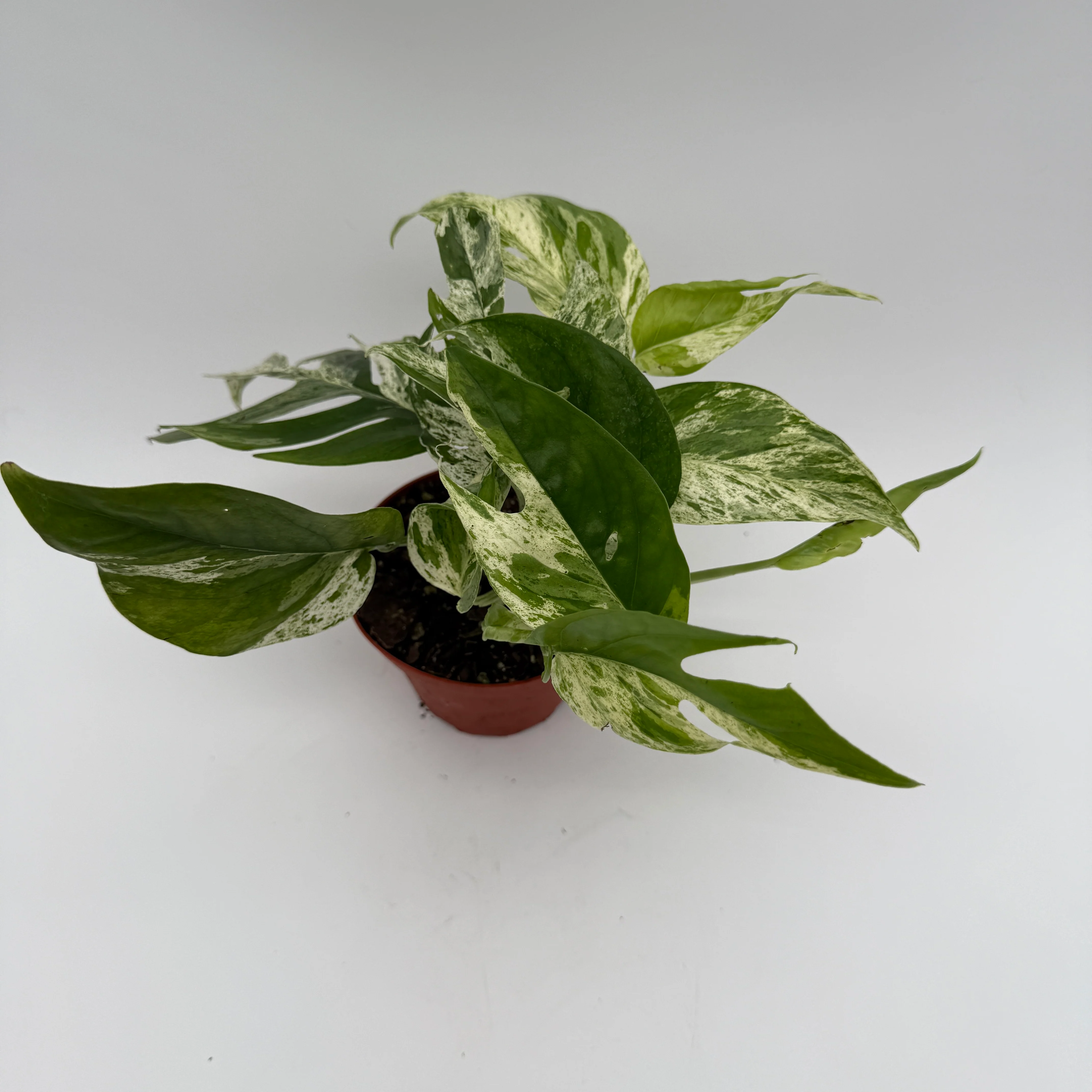 Epipremnum Pinnatum Marble Flame - Image 3