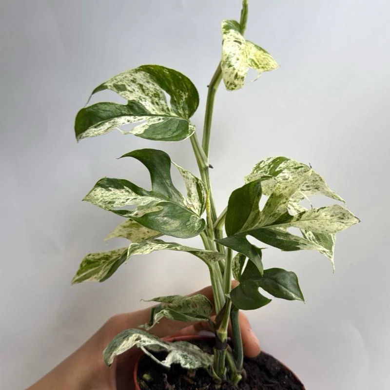 Epipremnum Pinnatum Marble Flame - Image 4