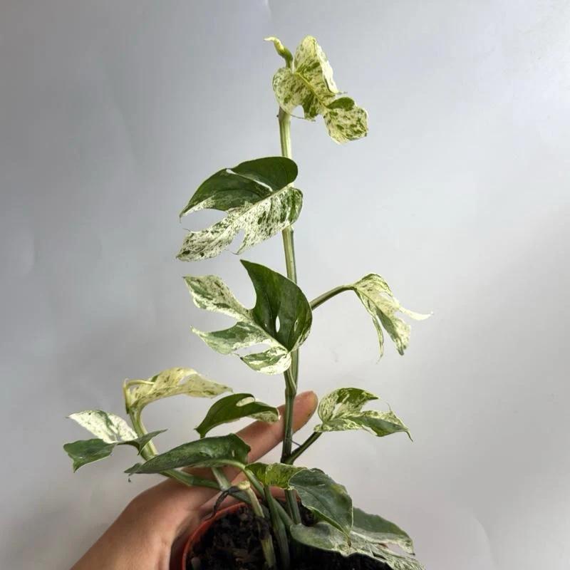 Epipremnum Pinnatum Marble Flame - Image 5