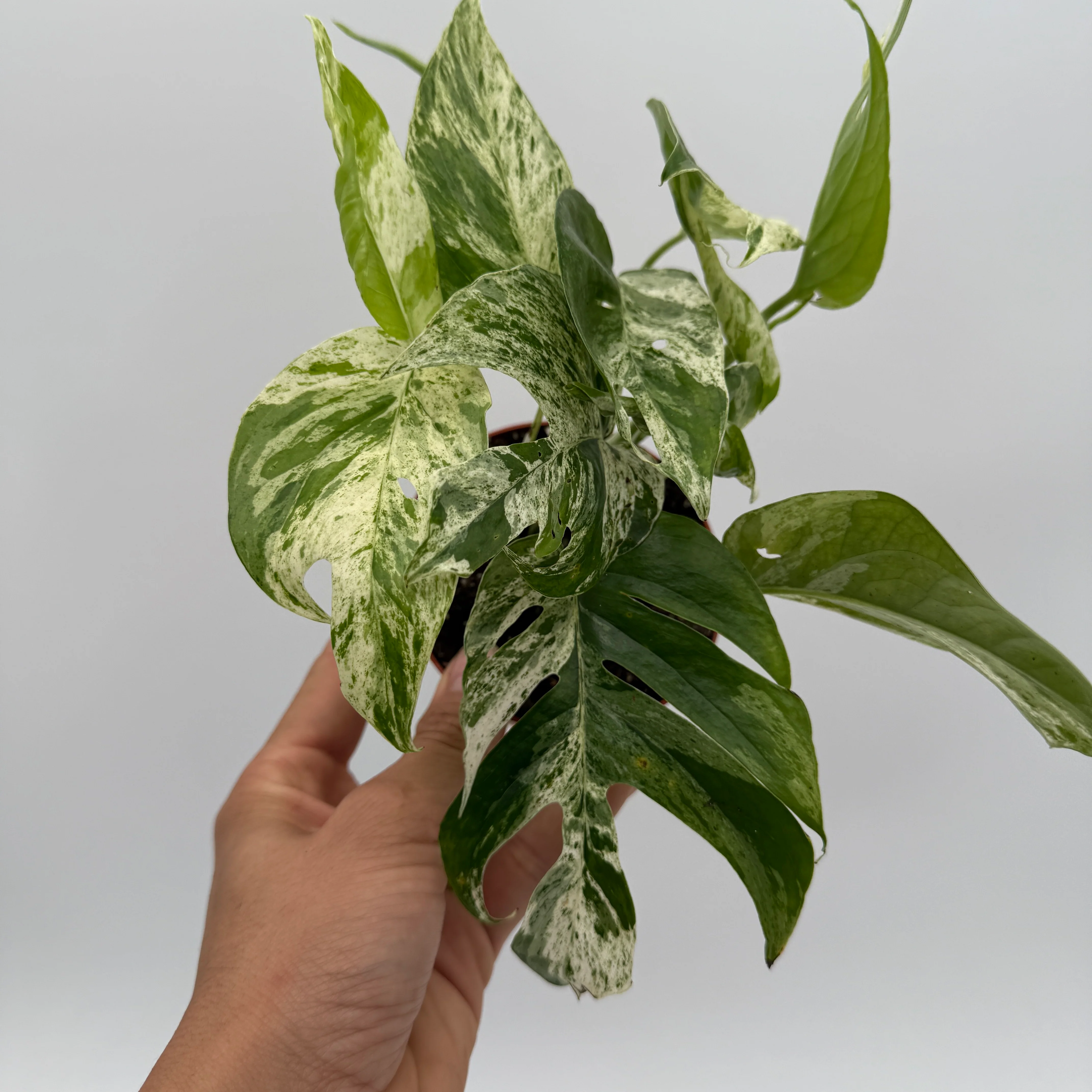 Epipremnum Pinnatum Marble Flame - Image 7