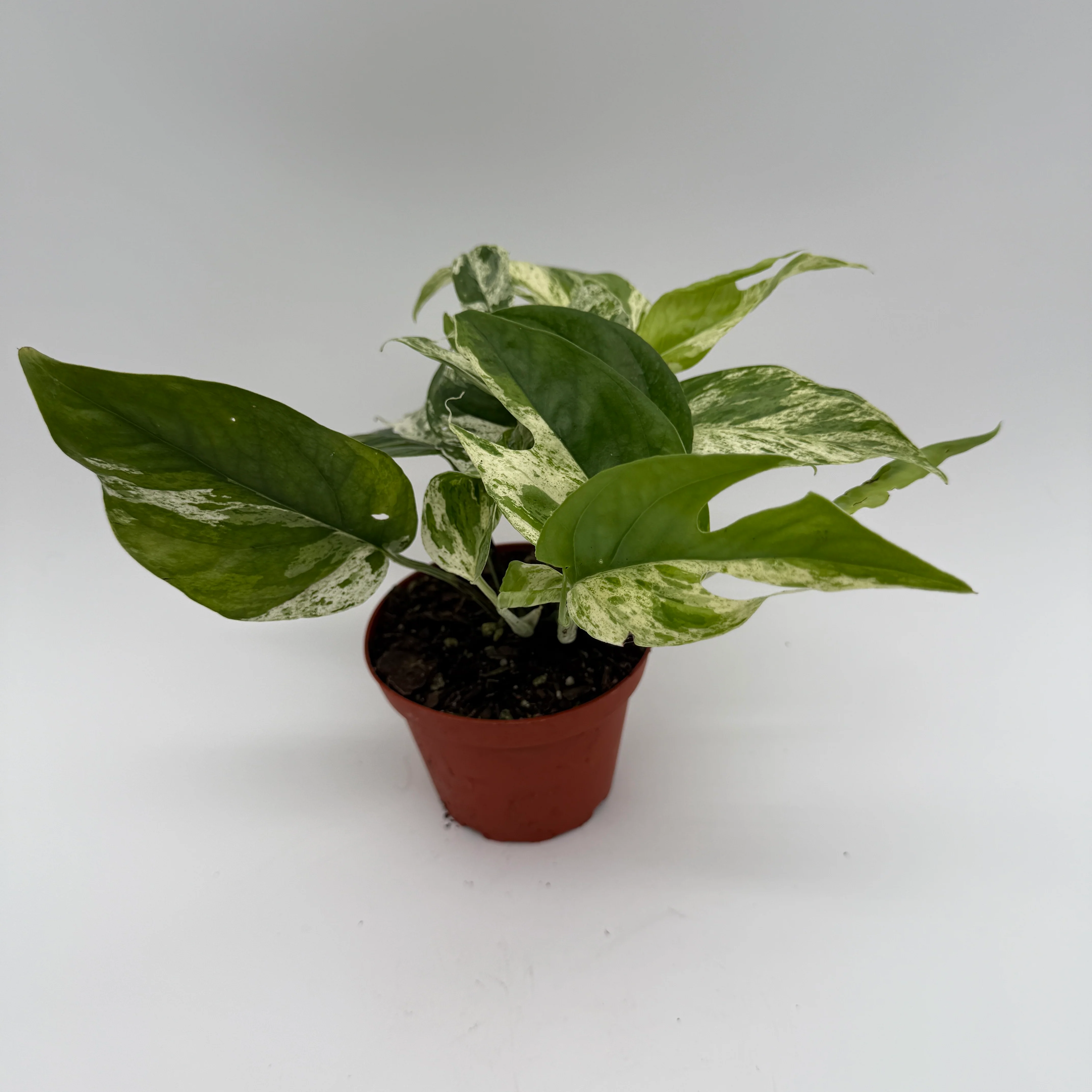 Epipremnum Pinnatum Marble Flame - Image 8