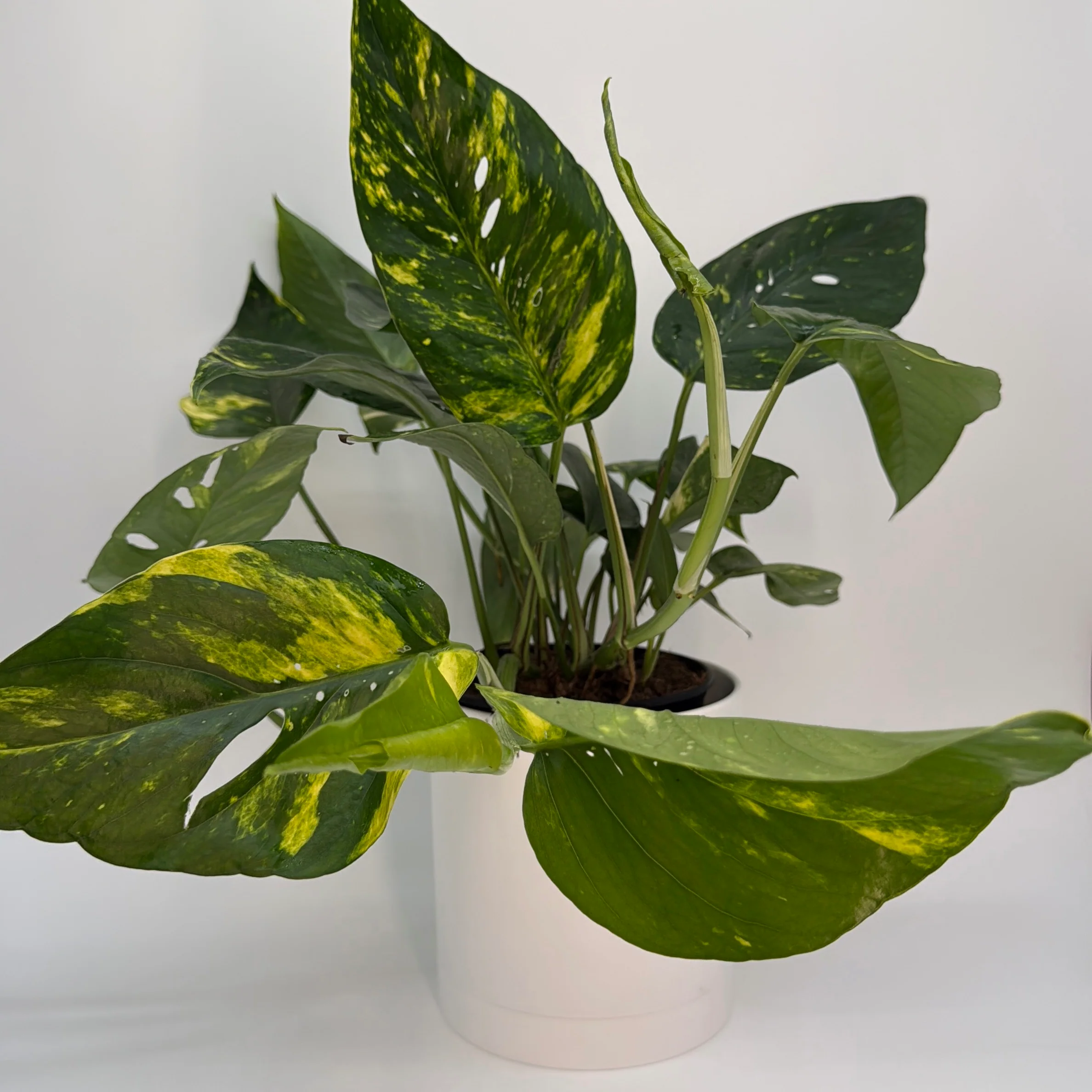Epipremnum Pinnatum Yellow Flame - Image 2
