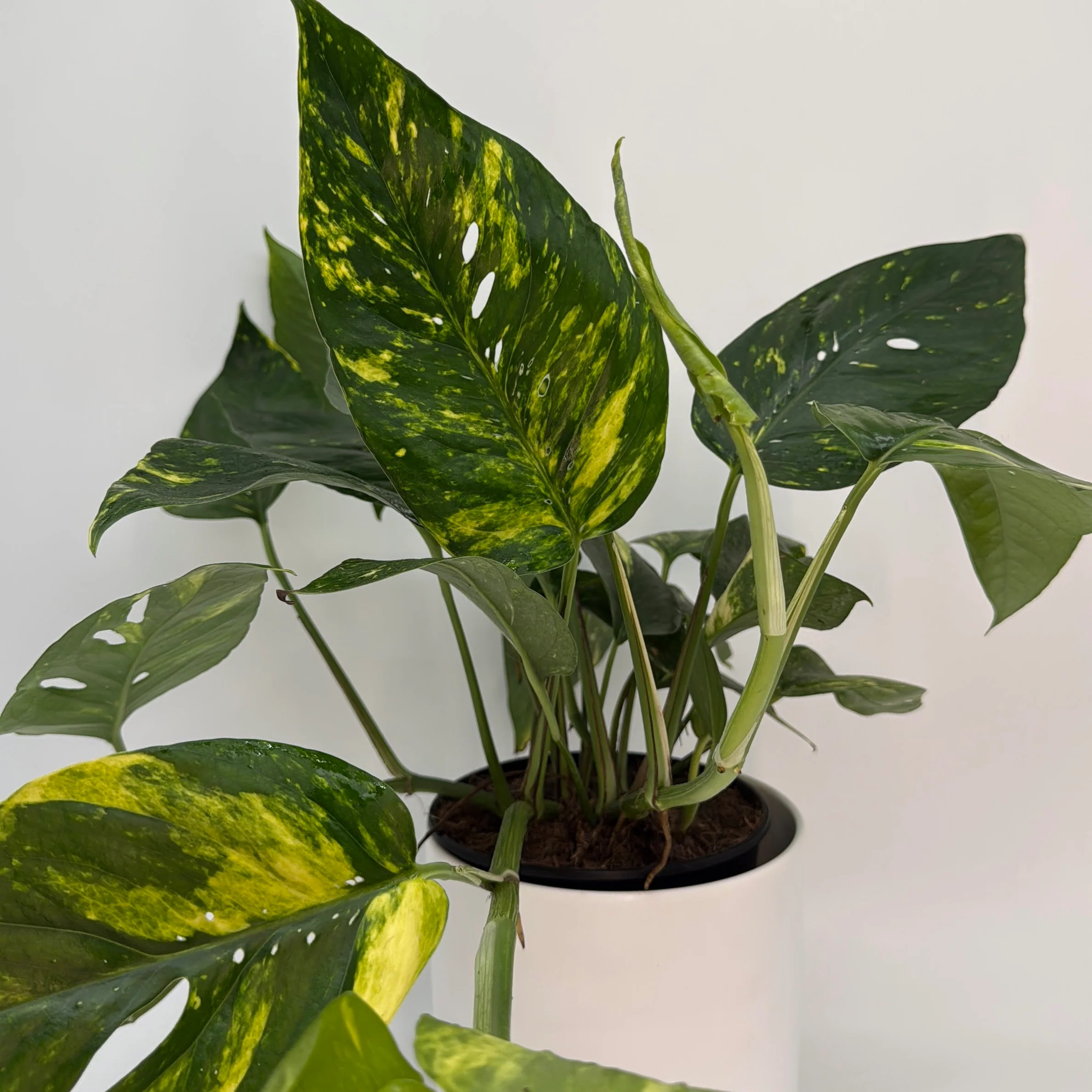 Epipremnum Pinnatum Yellow Flame - Image 3