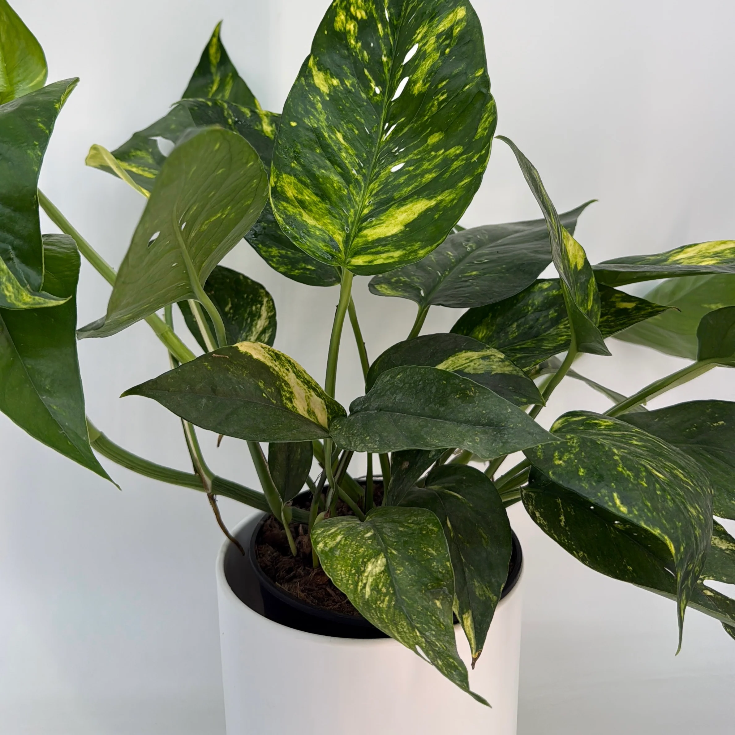 Epipremnum Pinnatum Yellow Flame - Image 4