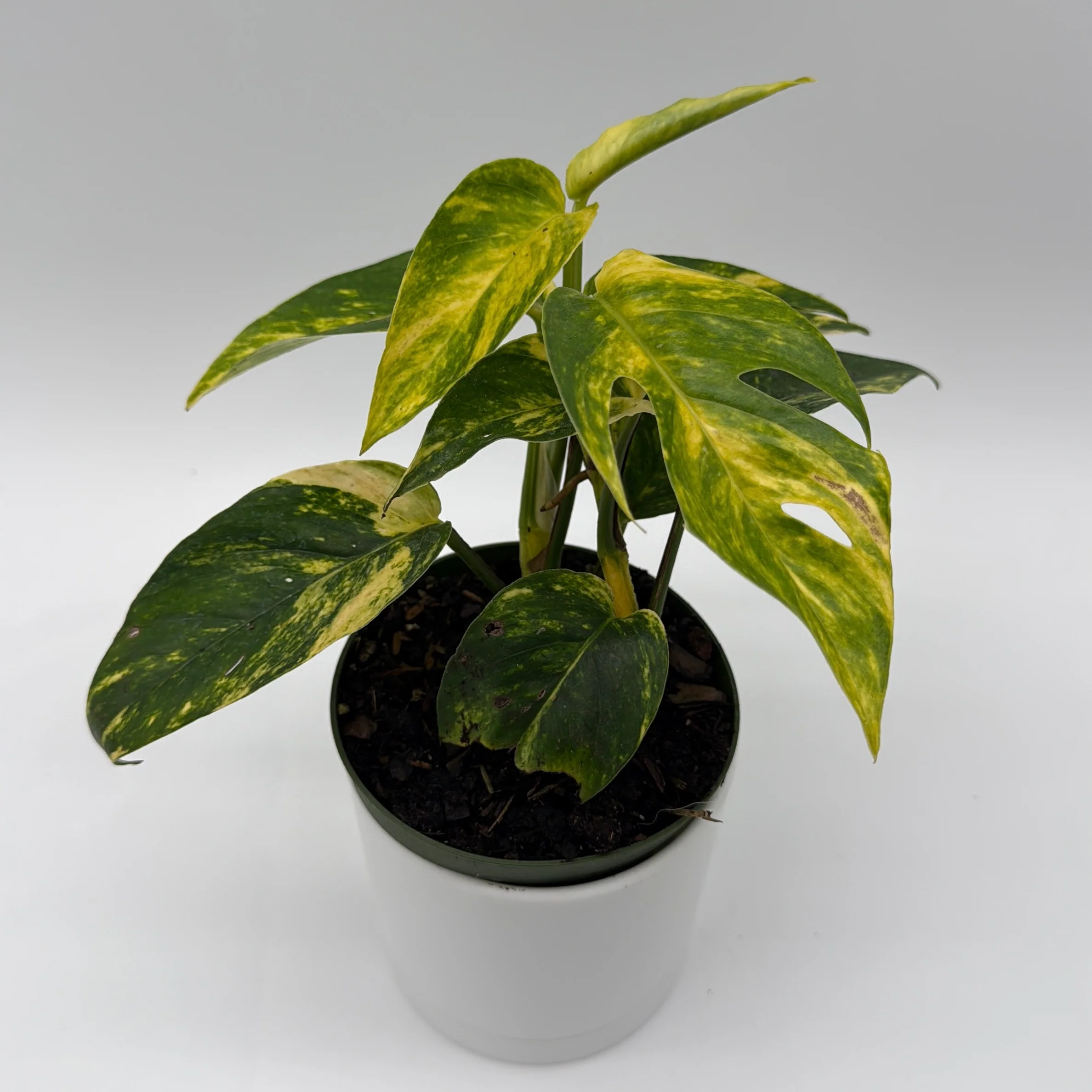 Epipremnum Pinnatum Yellow Flame - Image 5