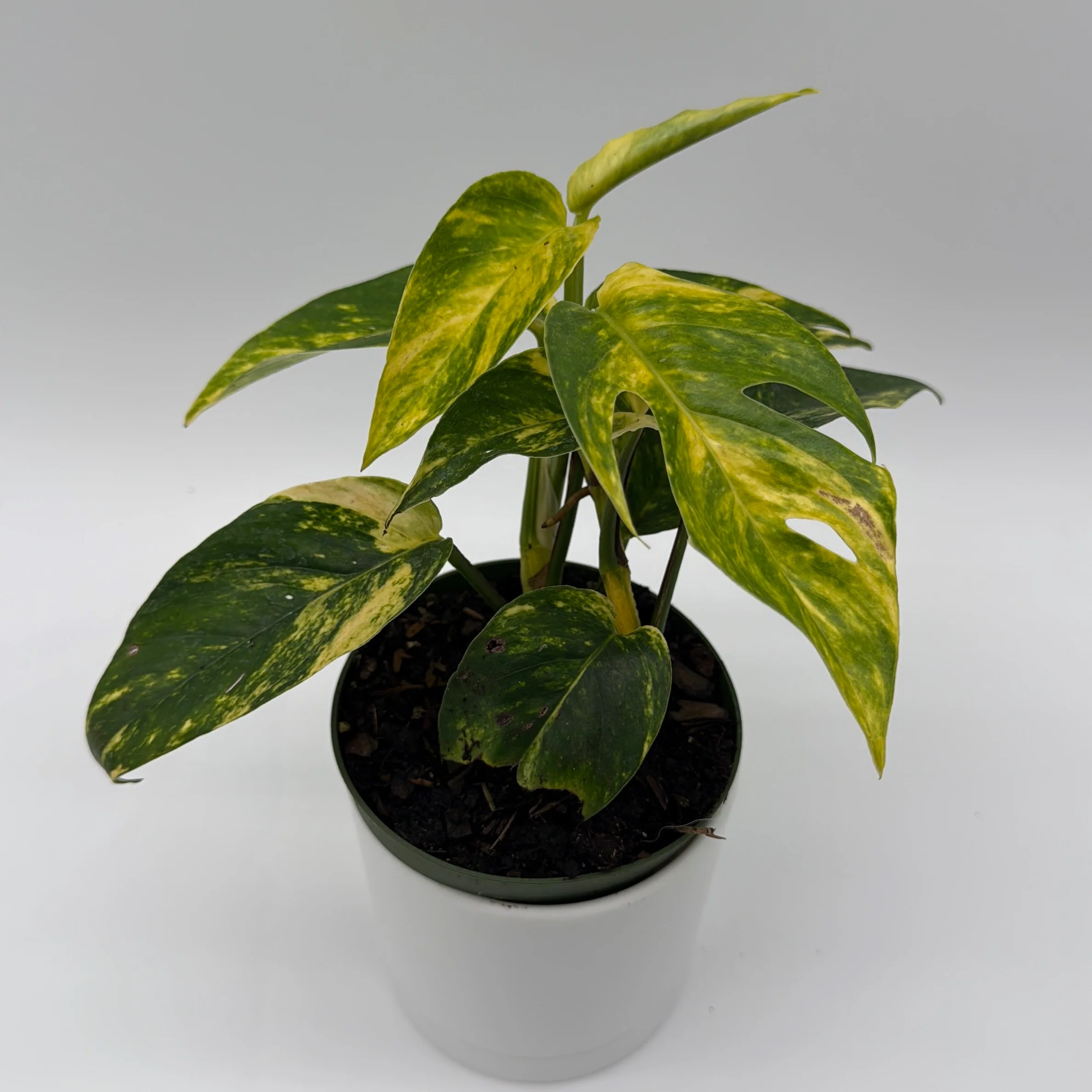 Epipremnum Pinnatum Yellow Flame - Image 6