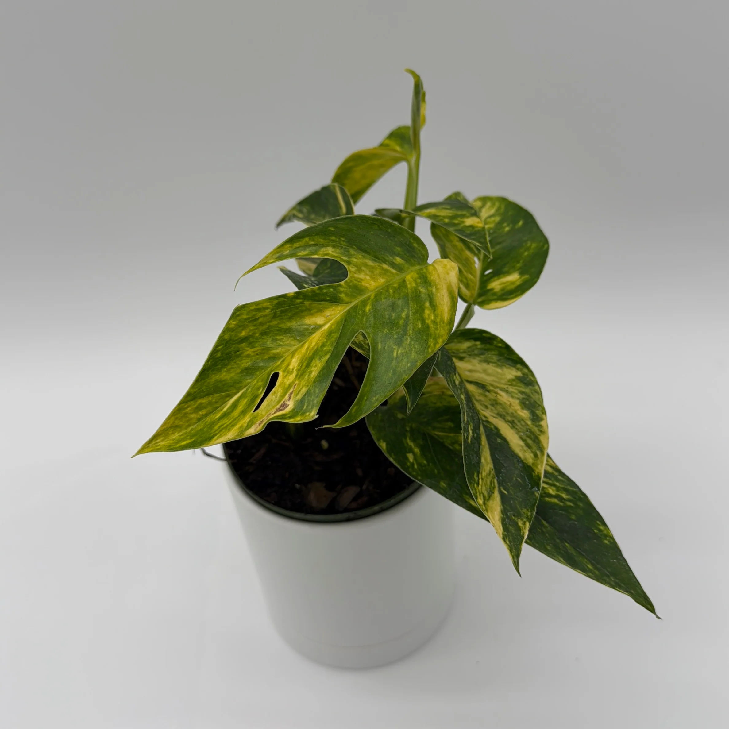 Epipremnum Pinnatum Yellow Flame - Image 7