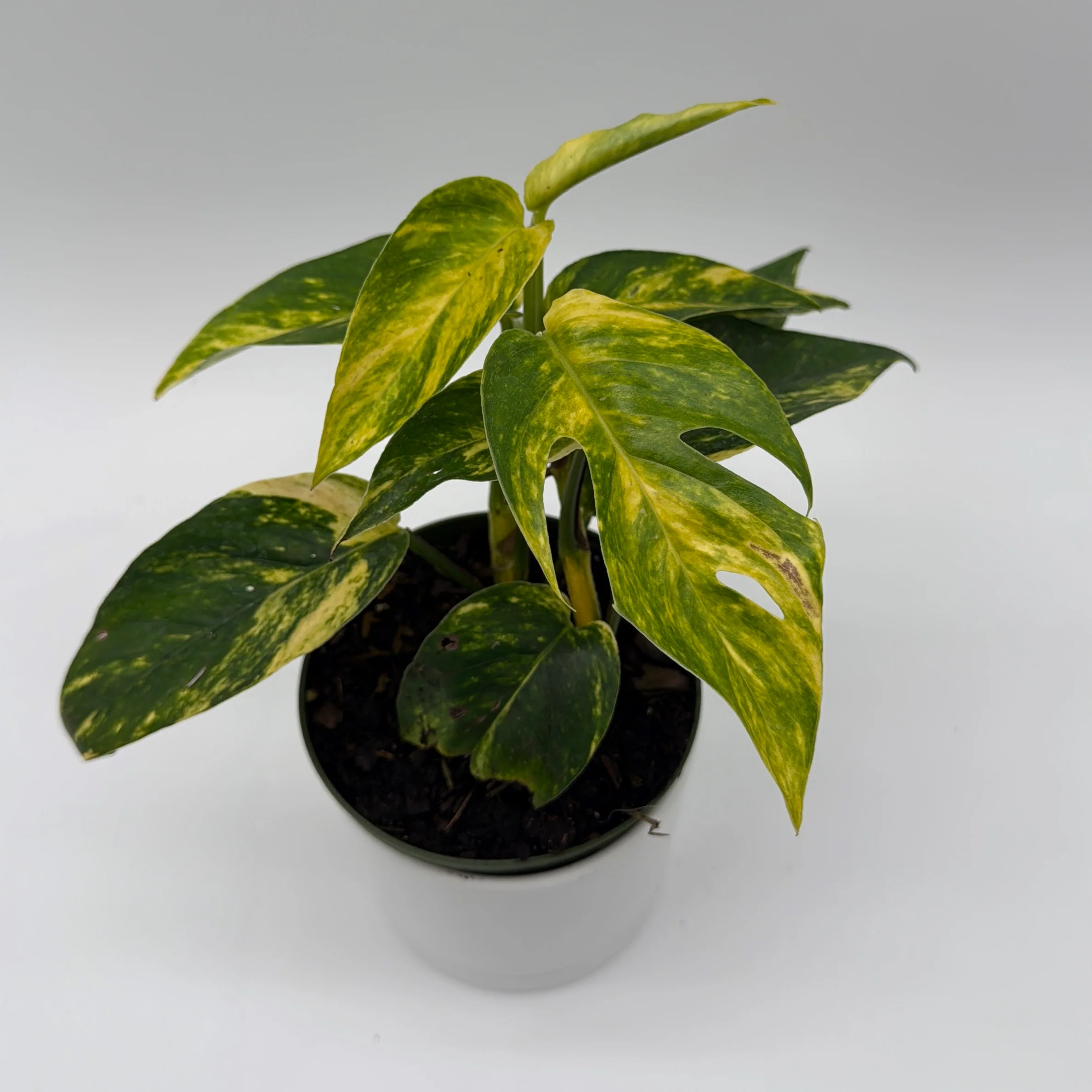 Epipremnum Pinnatum Yellow Flame - Image 8
