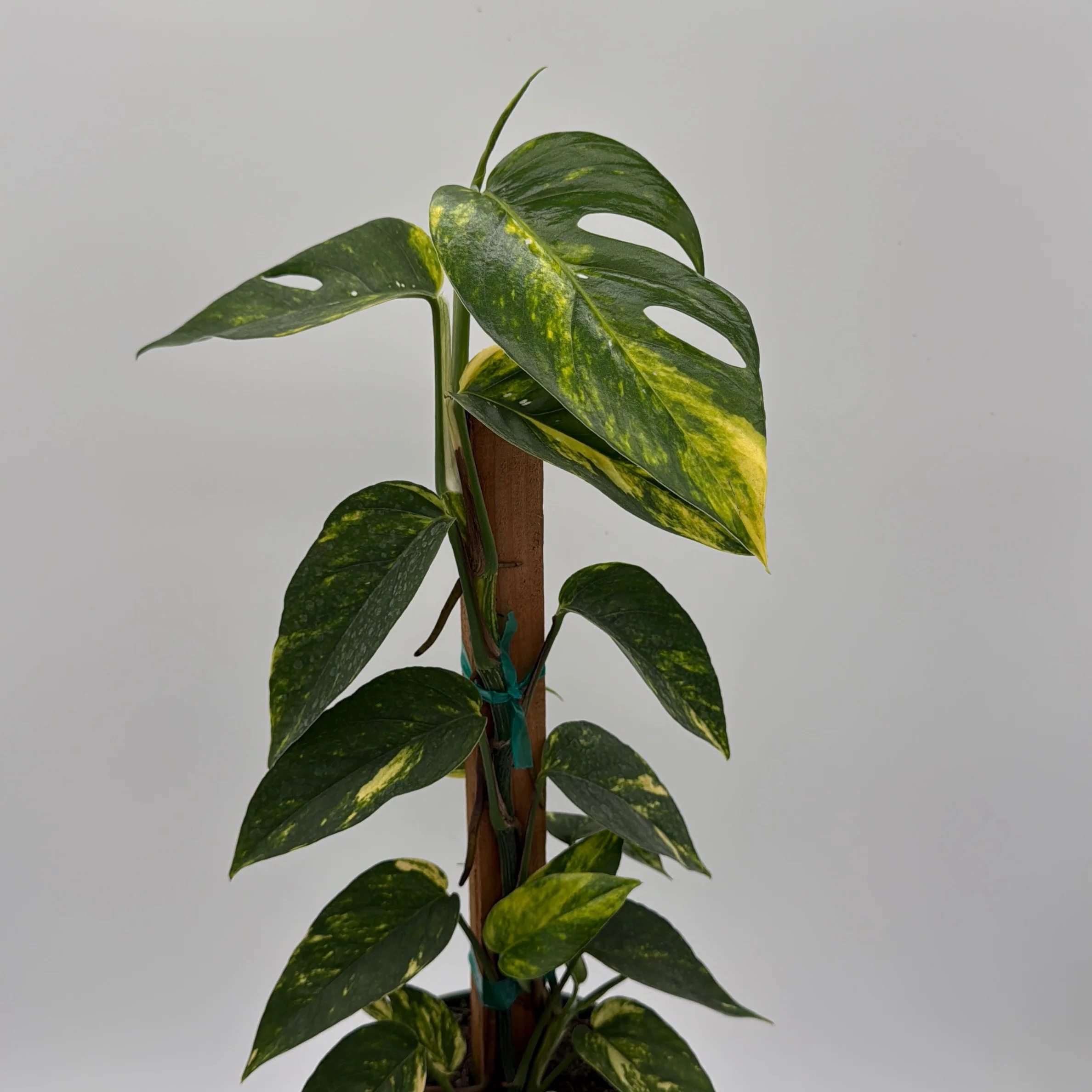 Epipremnum Pinnatum Yellow Flame - Image 9