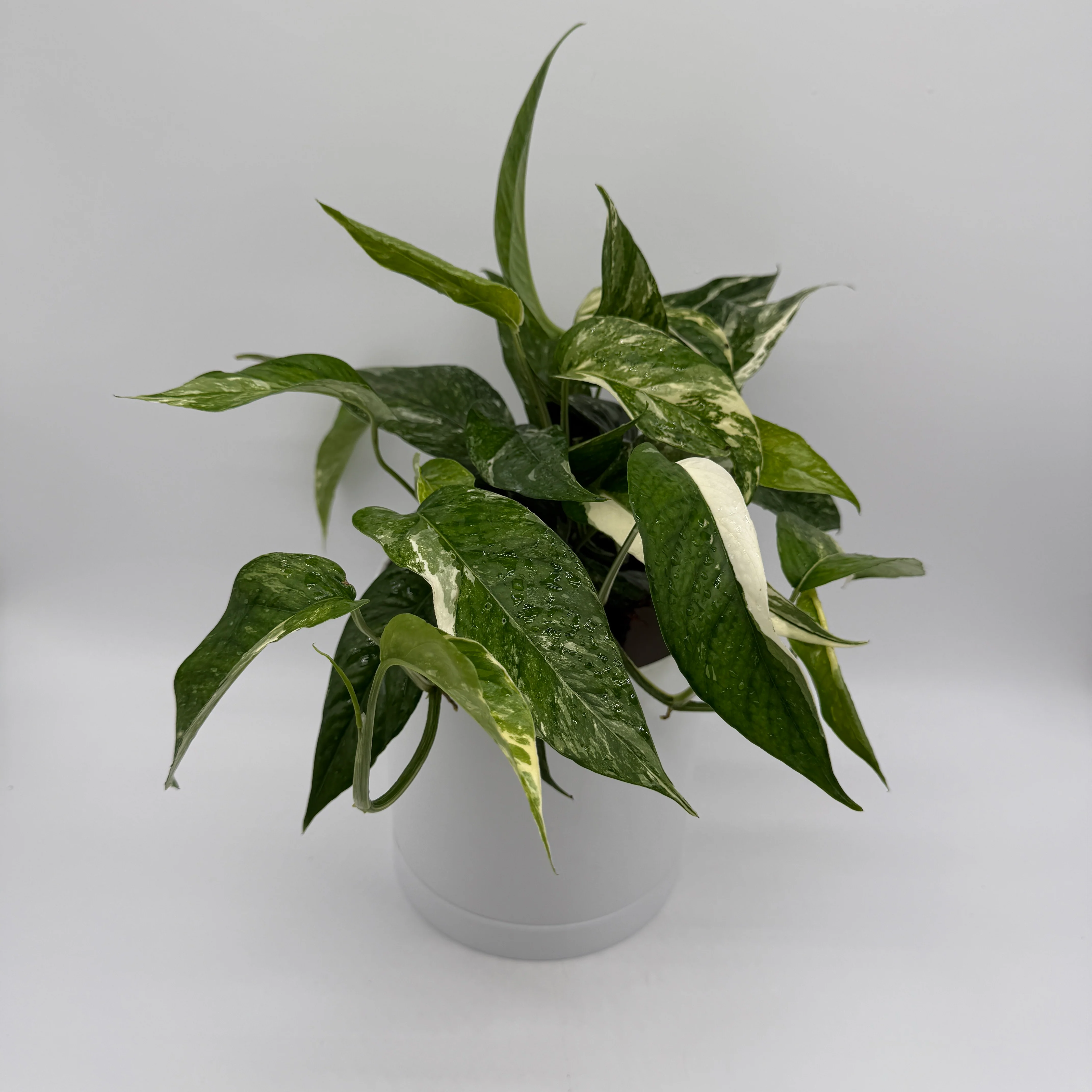 Epipremnum Pinnatum Albo Flame - Image 3