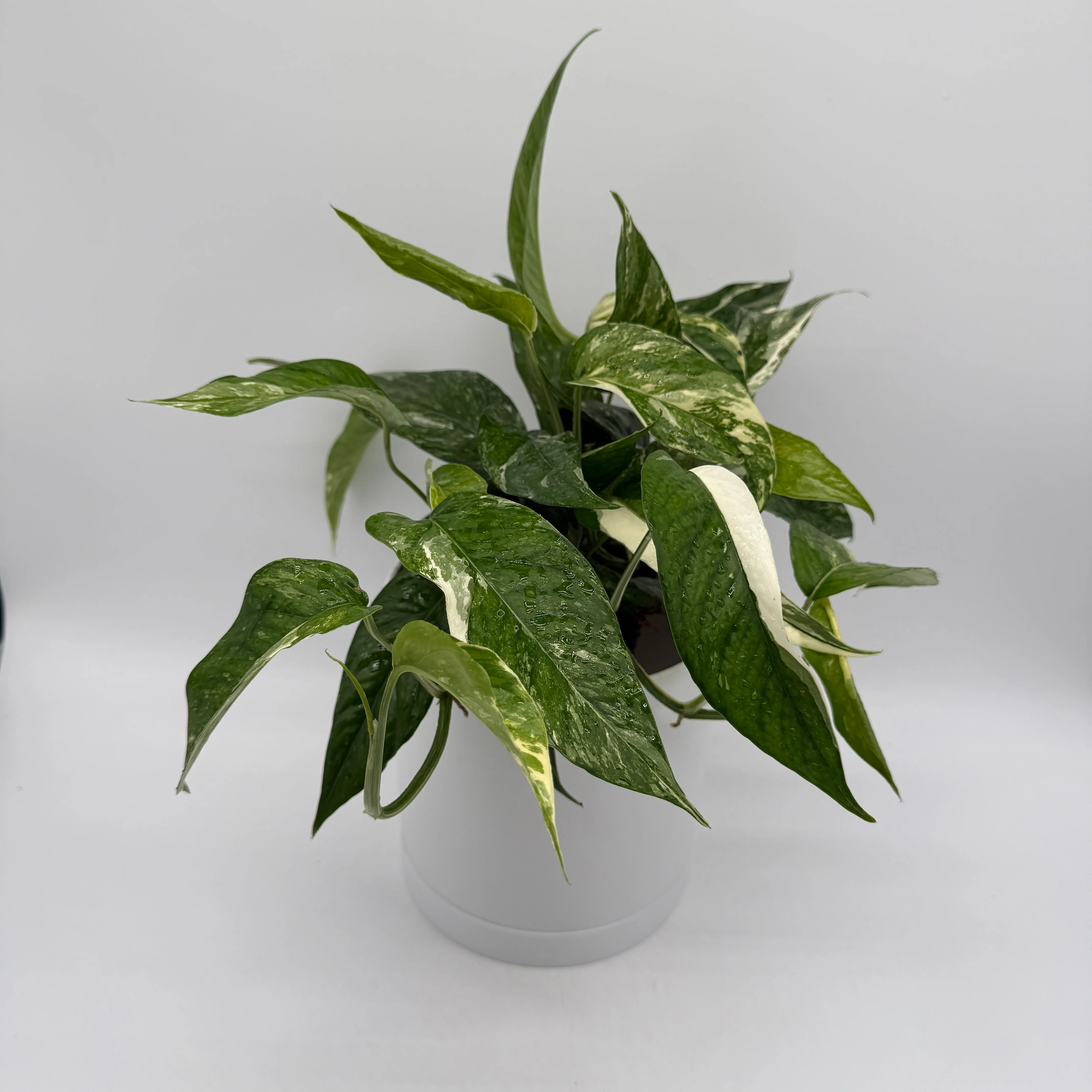 Epipremnum Pinnatum Albo Flame - Image 4