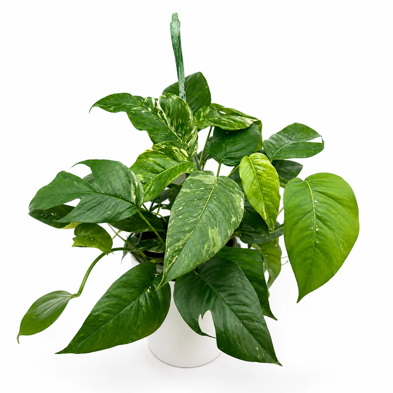 Epipremnum Pinnatum Albo Flame - Image 5