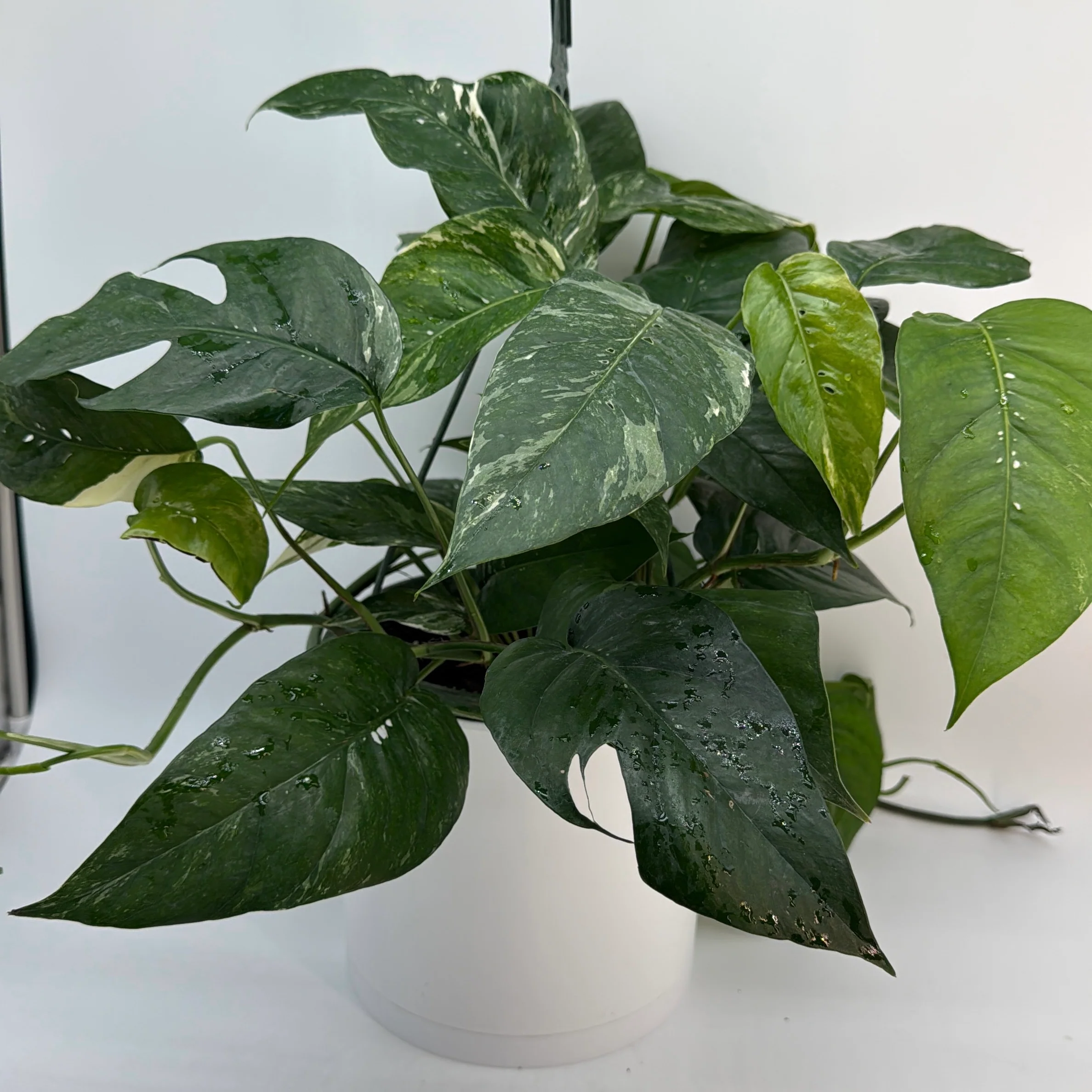 Epipremnum Pinnatum Albo Flame - Image 6