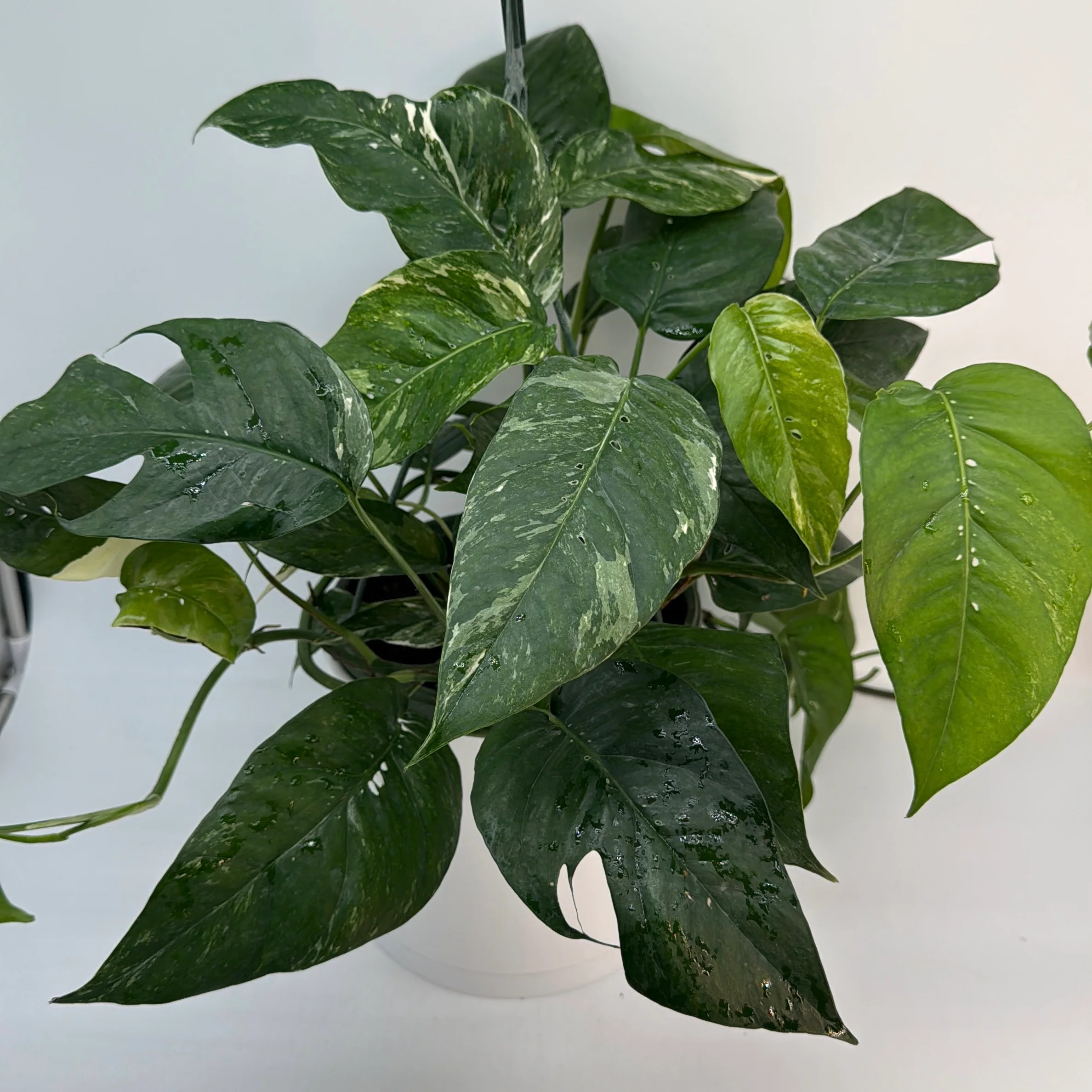 Epipremnum Pinnatum Albo Flame - Image 7