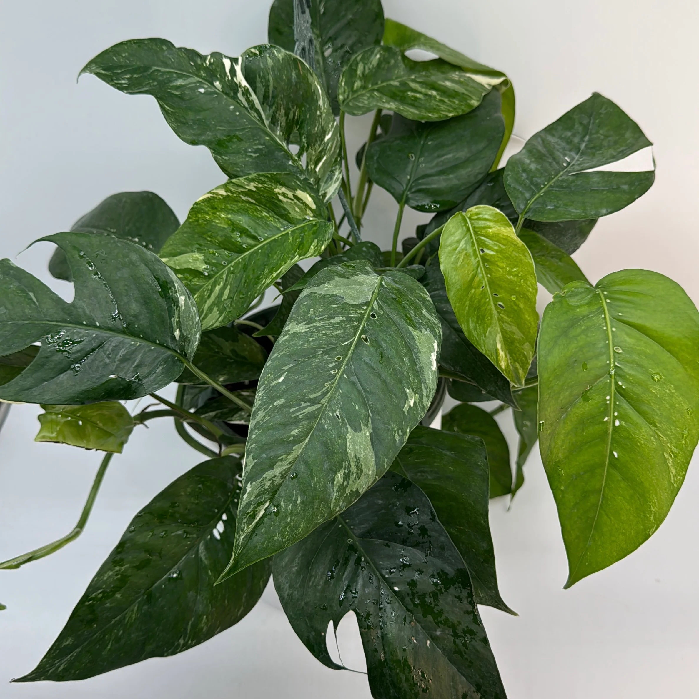 Epipremnum Pinnatum Albo Flame - Image 8