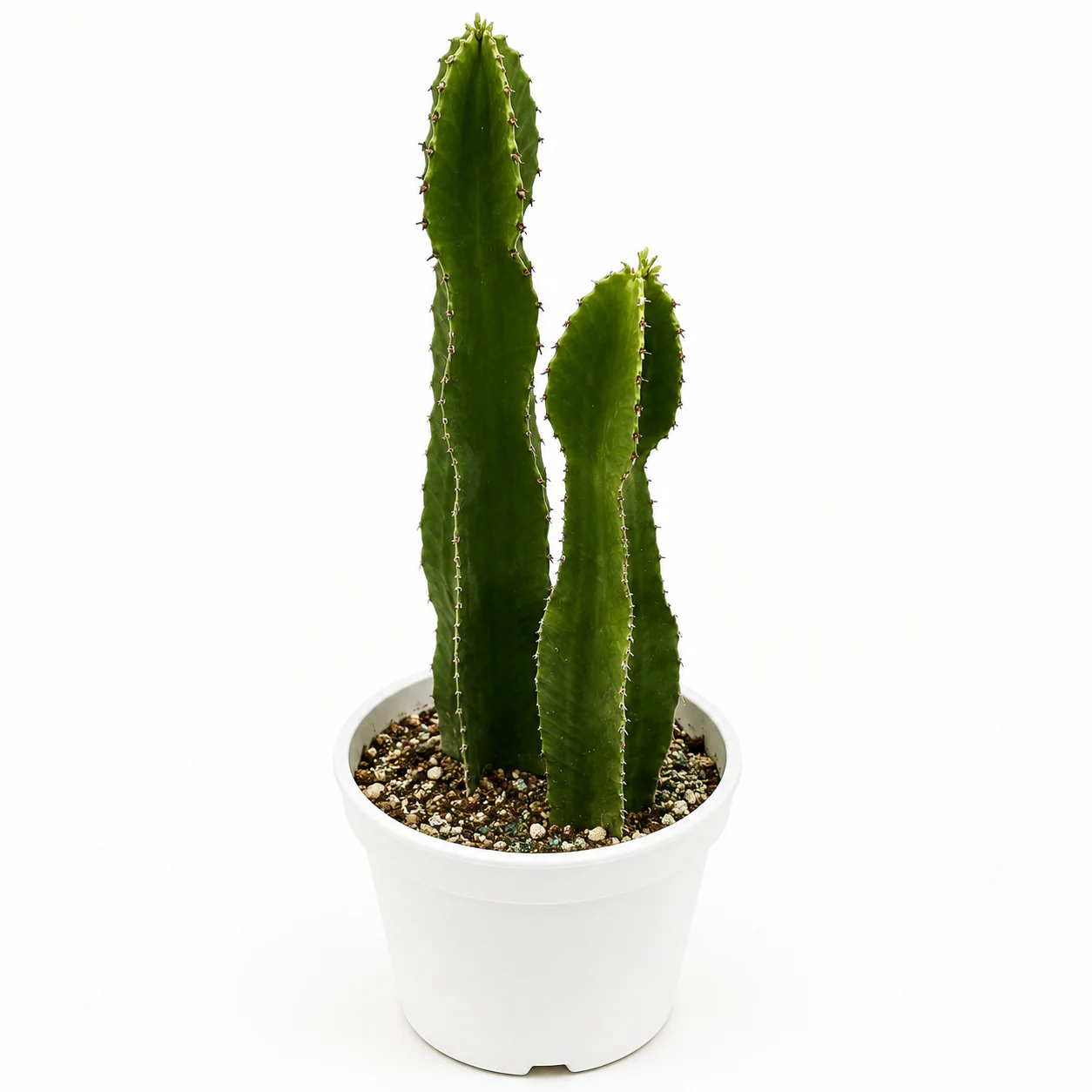 Euphorbia Candelabra - Image 2