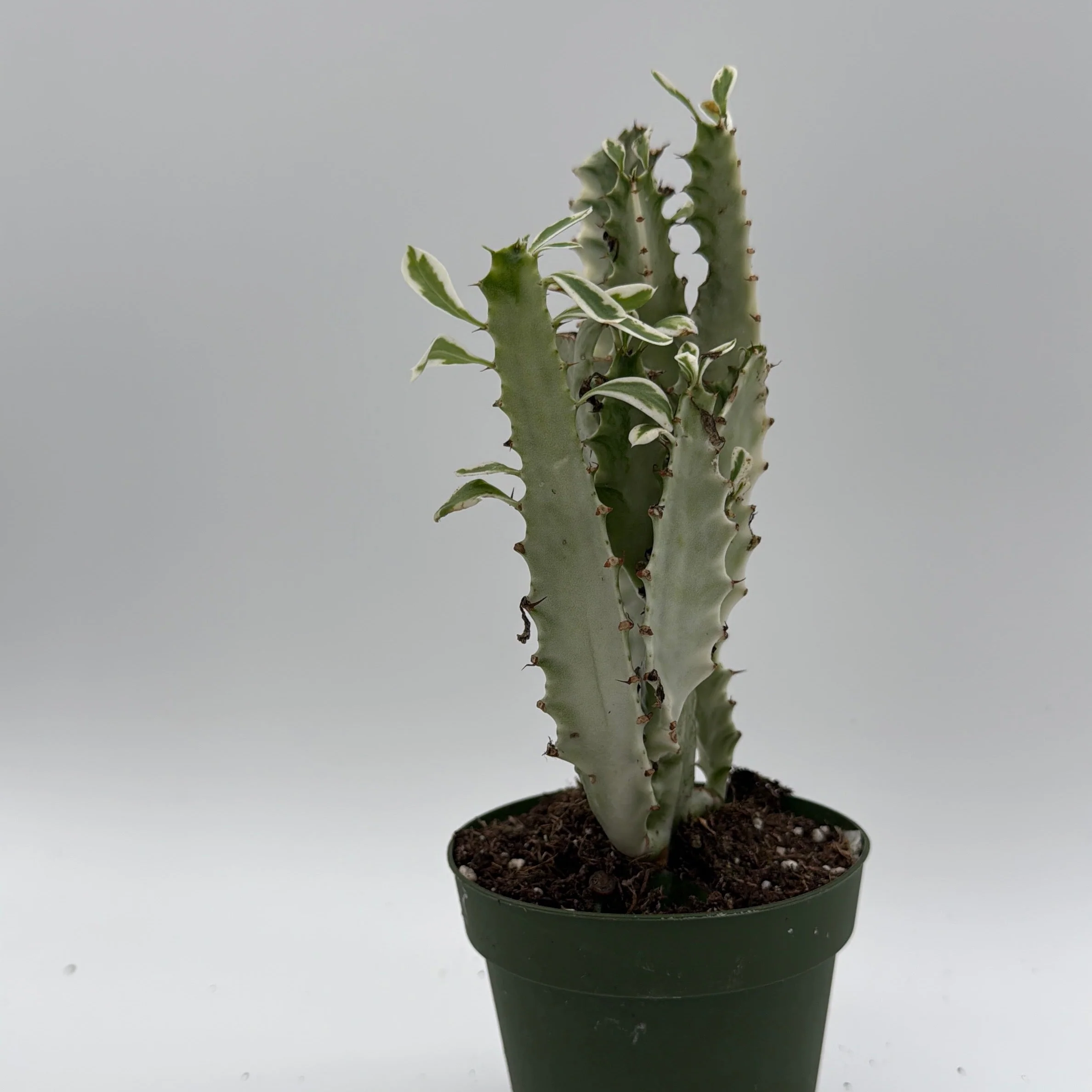 Euphorbia Trigona (African Milktree) 'White Ghost' - Image 3
