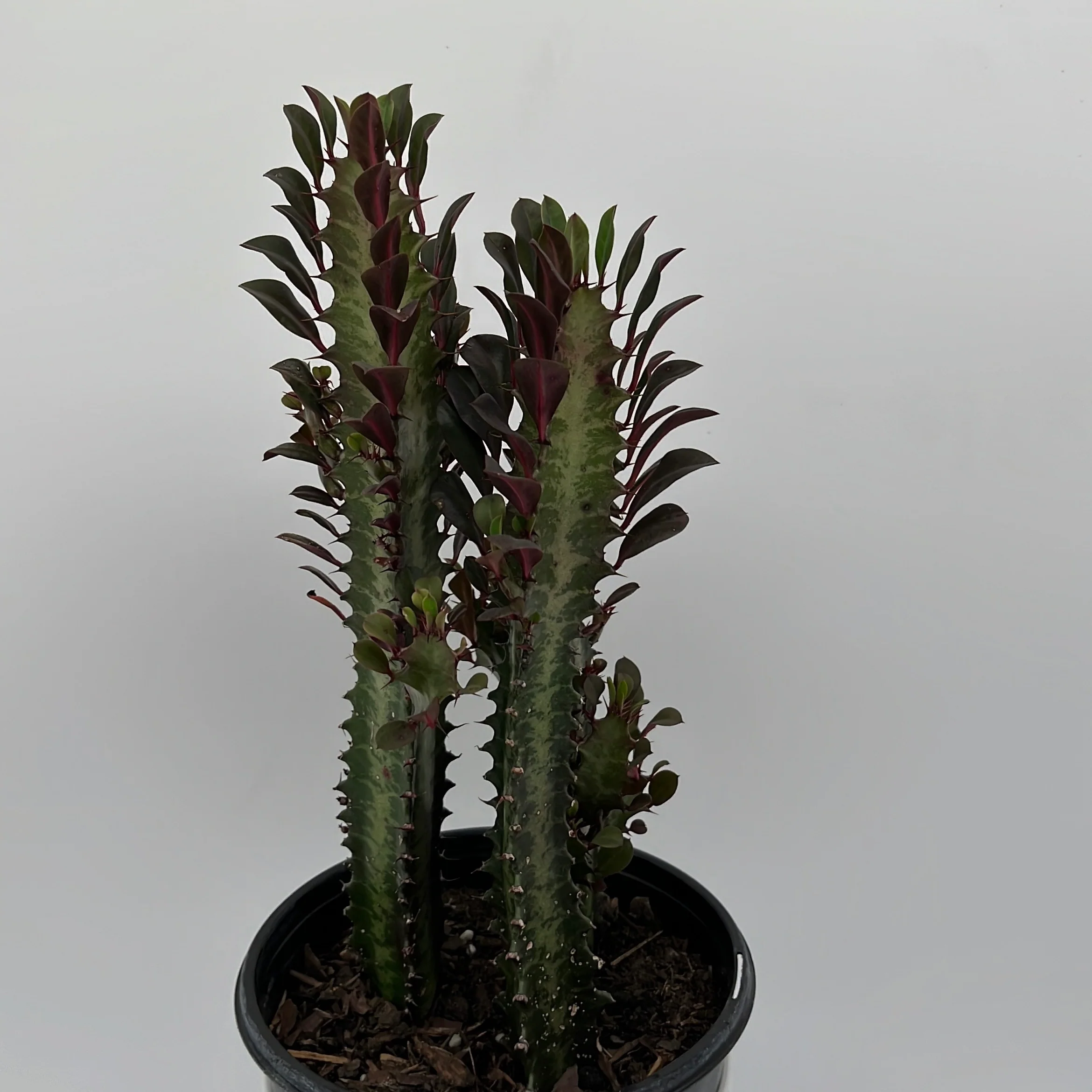 Euphorbia Trigona (Red) - Image 10