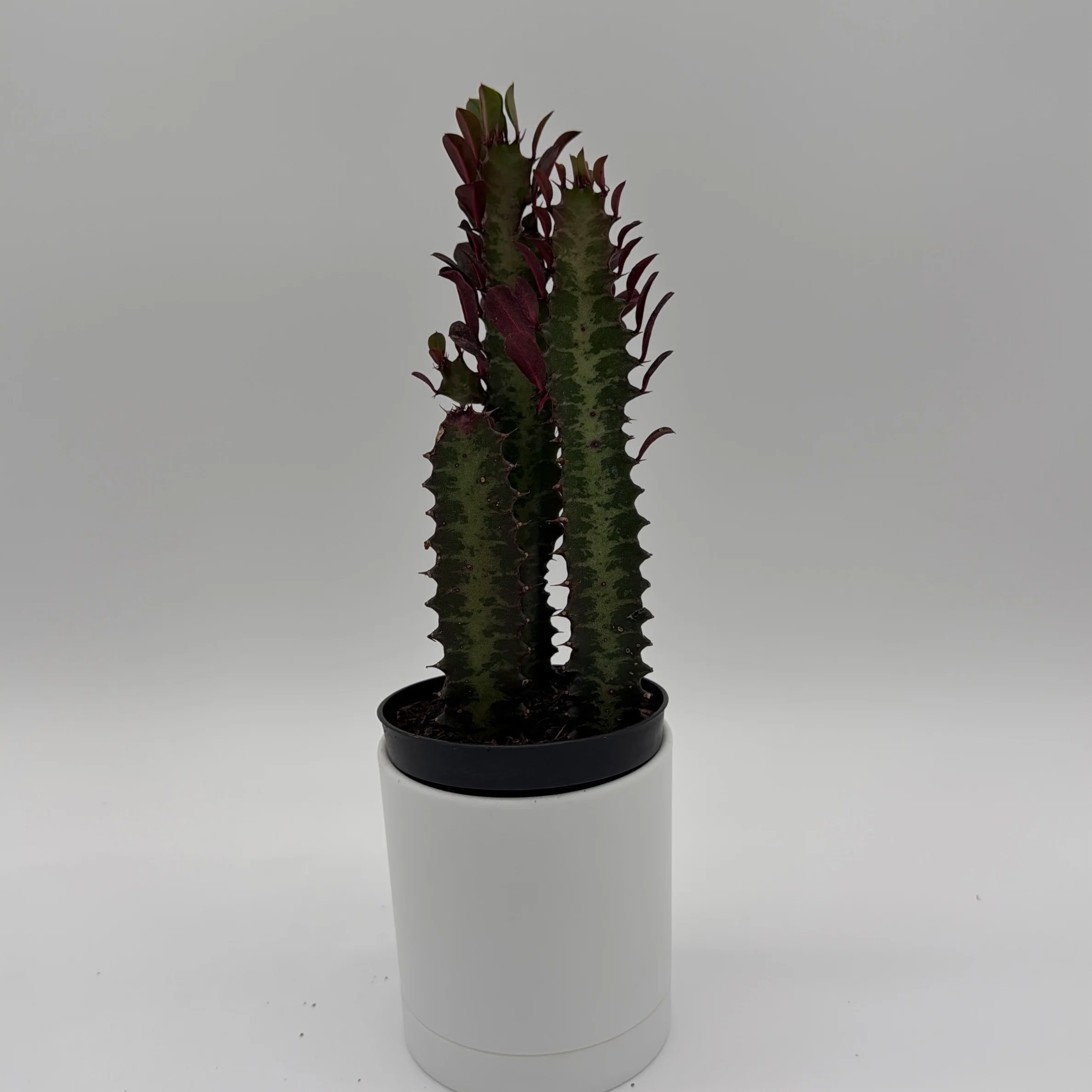 Euphorbia Trigona (Red) - Image 3