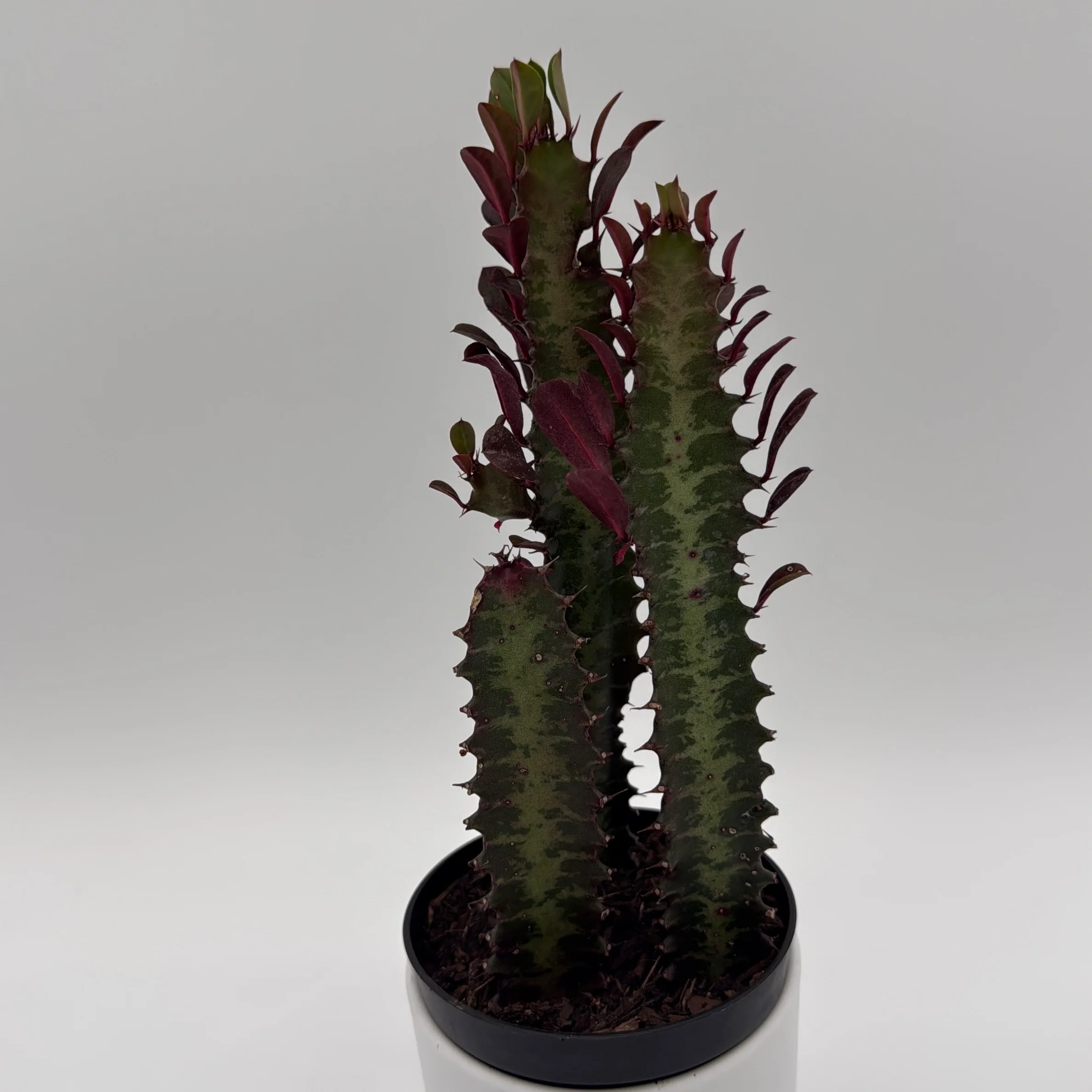 Euphorbia Trigona (Red) - Image 4