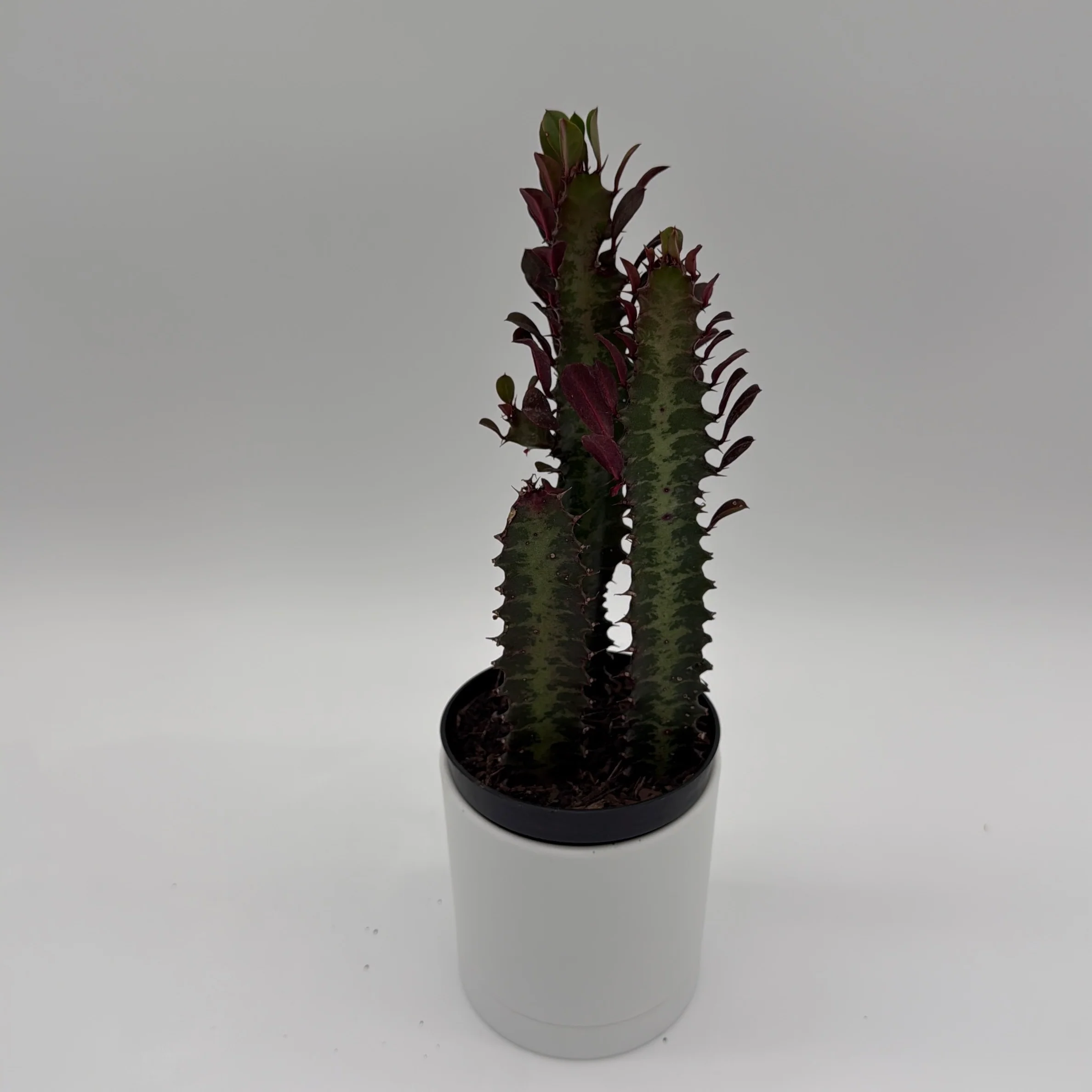 Euphorbia Trigona (Red) - Image 5