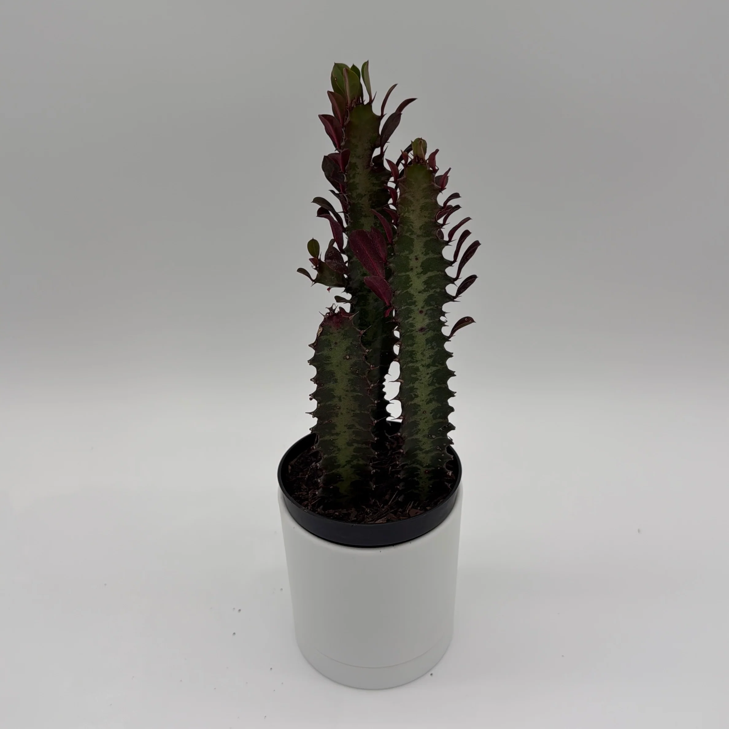 Euphorbia Trigona (Red) - Image 6