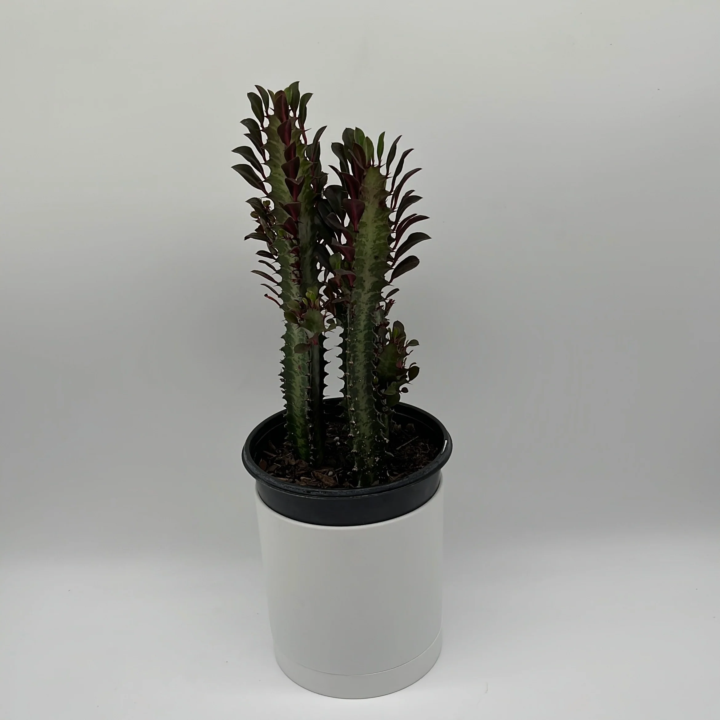 Euphorbia Trigona (Red) - Image 7