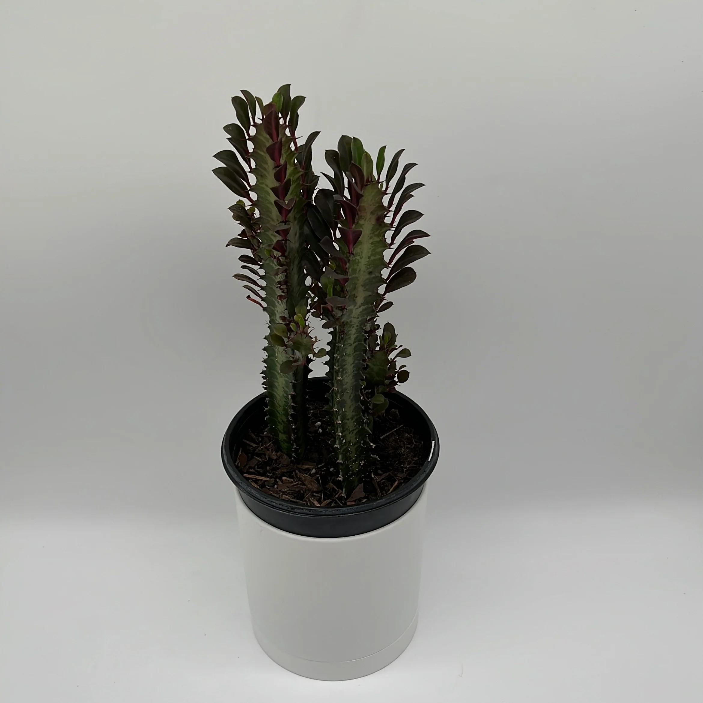 Euphorbia Trigona (Red) - Image 8