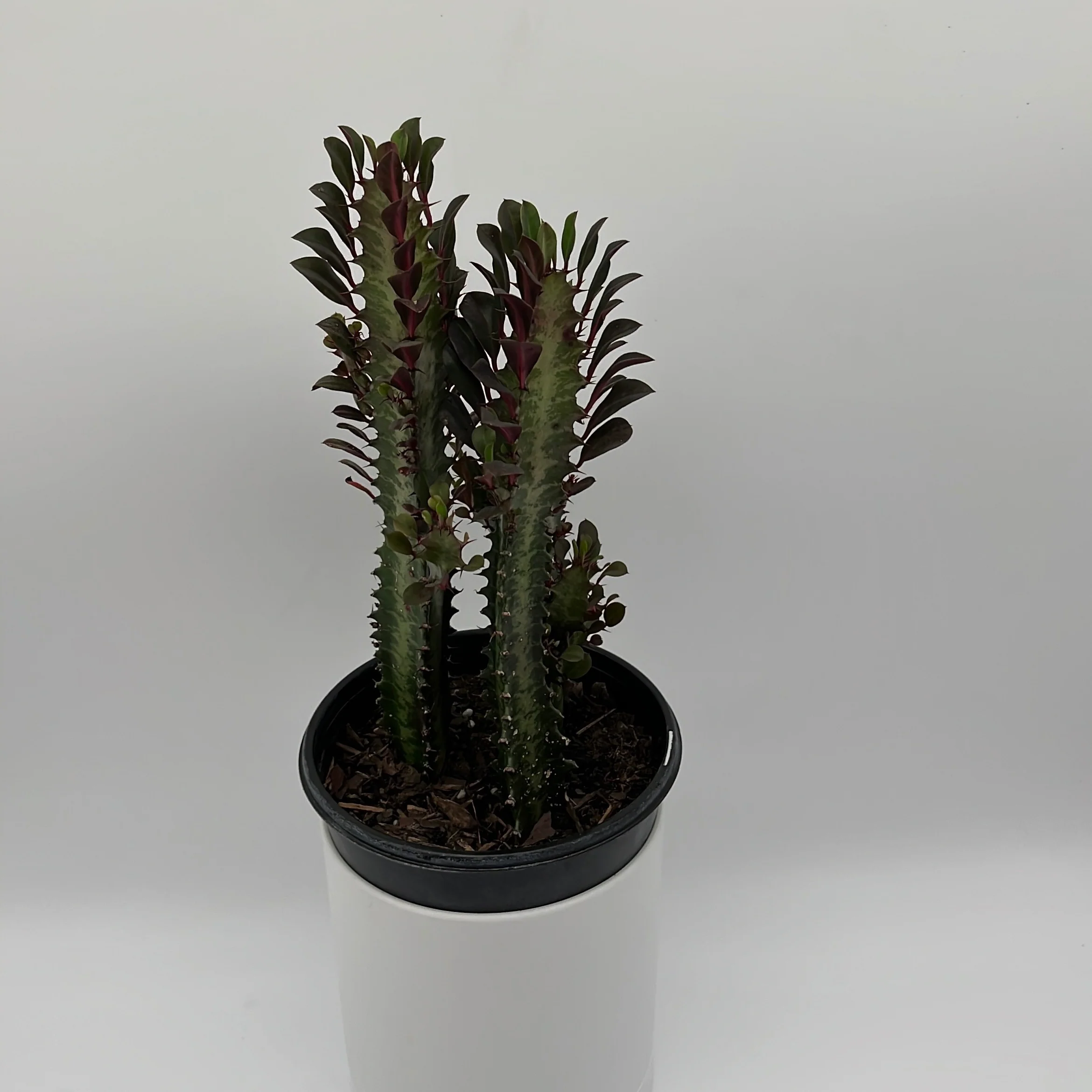 Euphorbia Trigona (Red) - Image 9