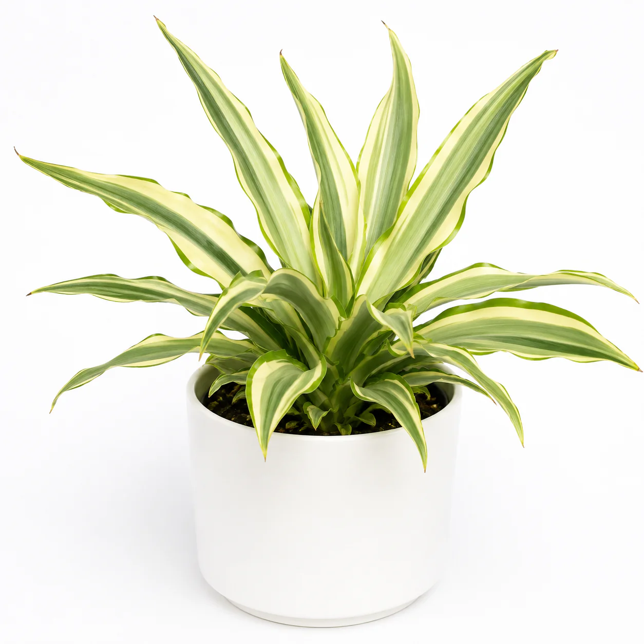 False Agave